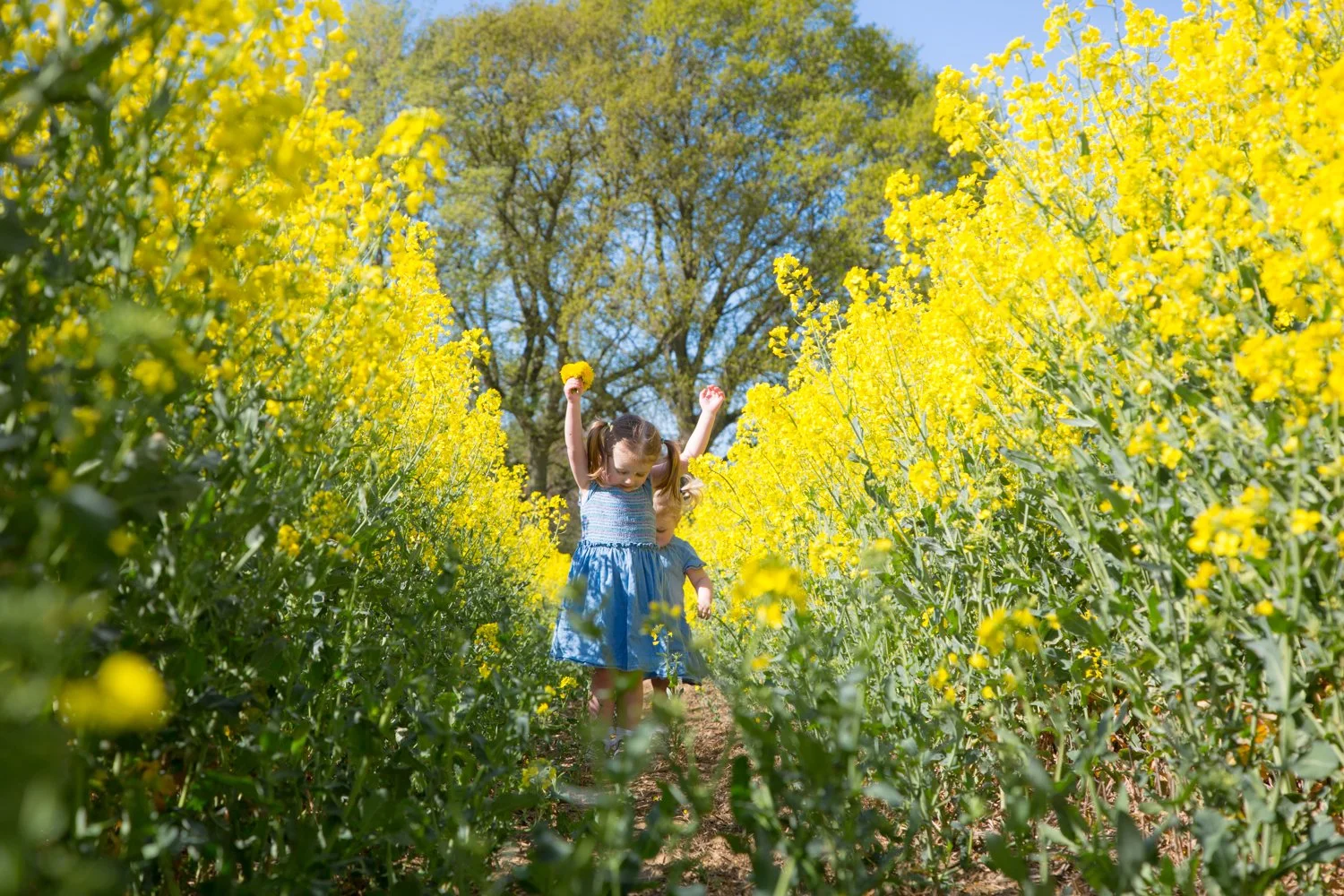 rapeseed.jpg