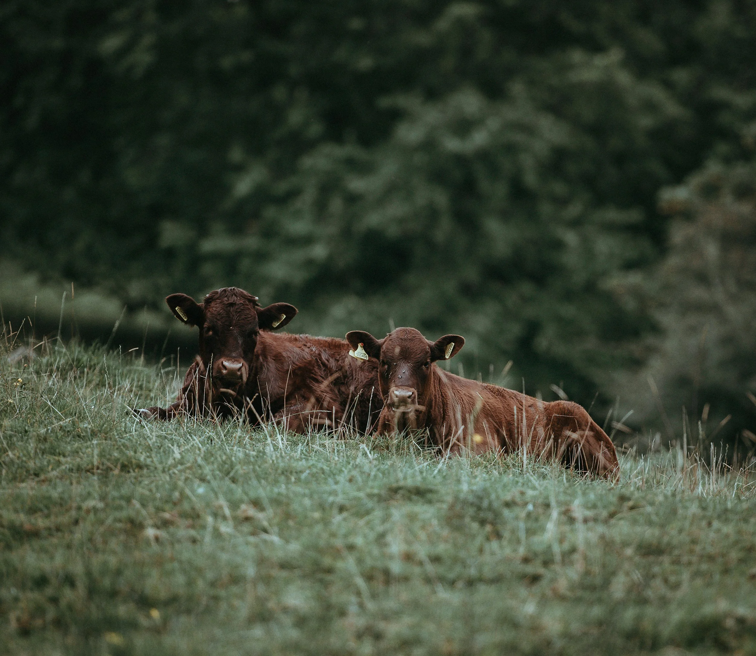 Outwash Acres Pasture Walk