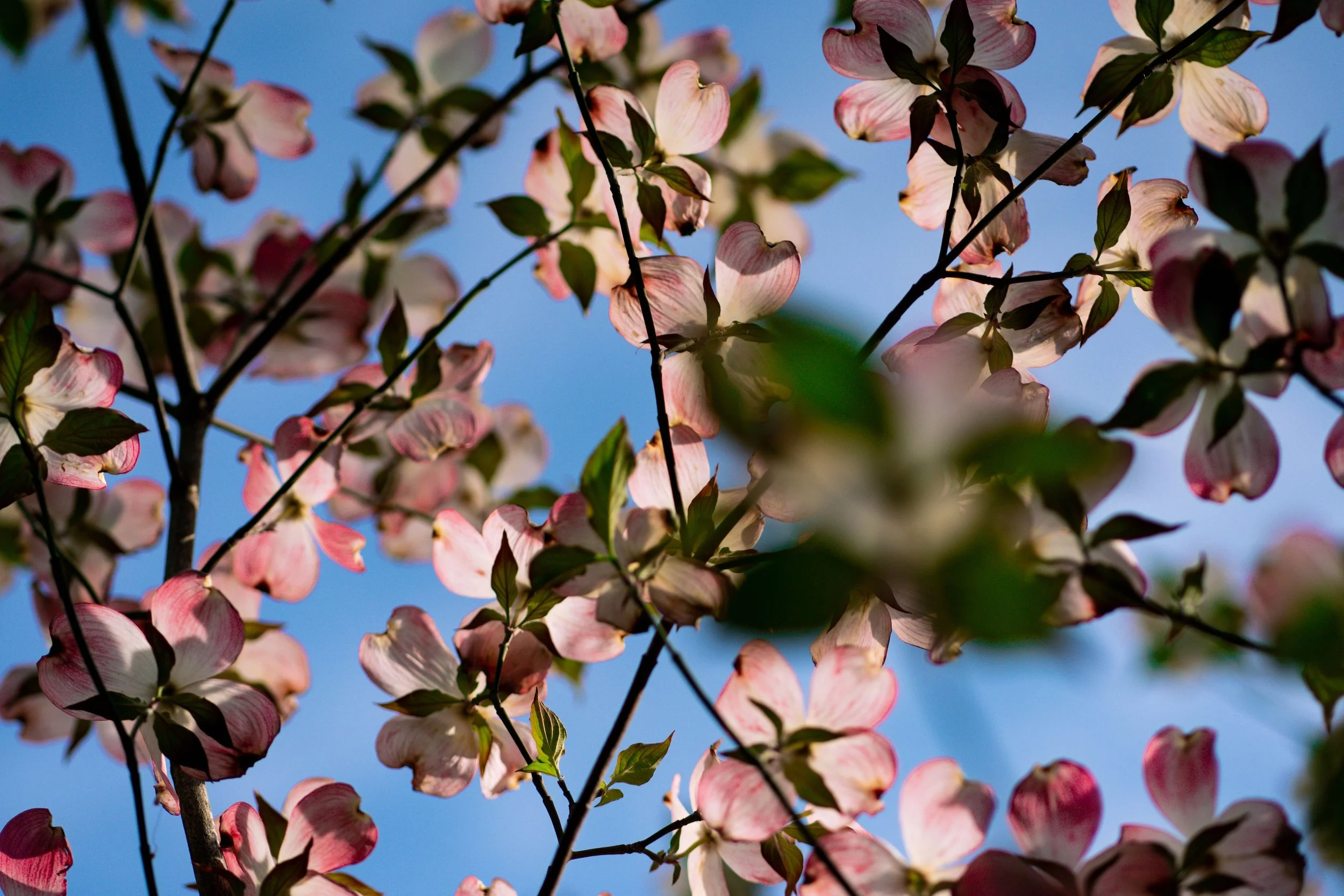 Willmore Park-07607.jpg