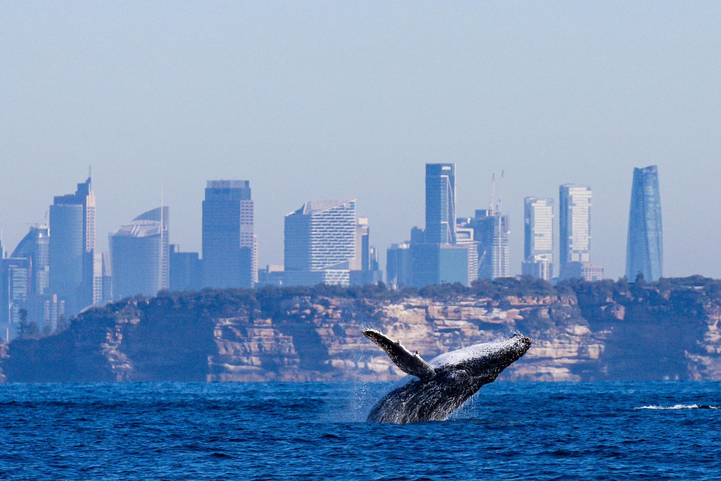 A whale breaches off the coastline of Sydney, Australia