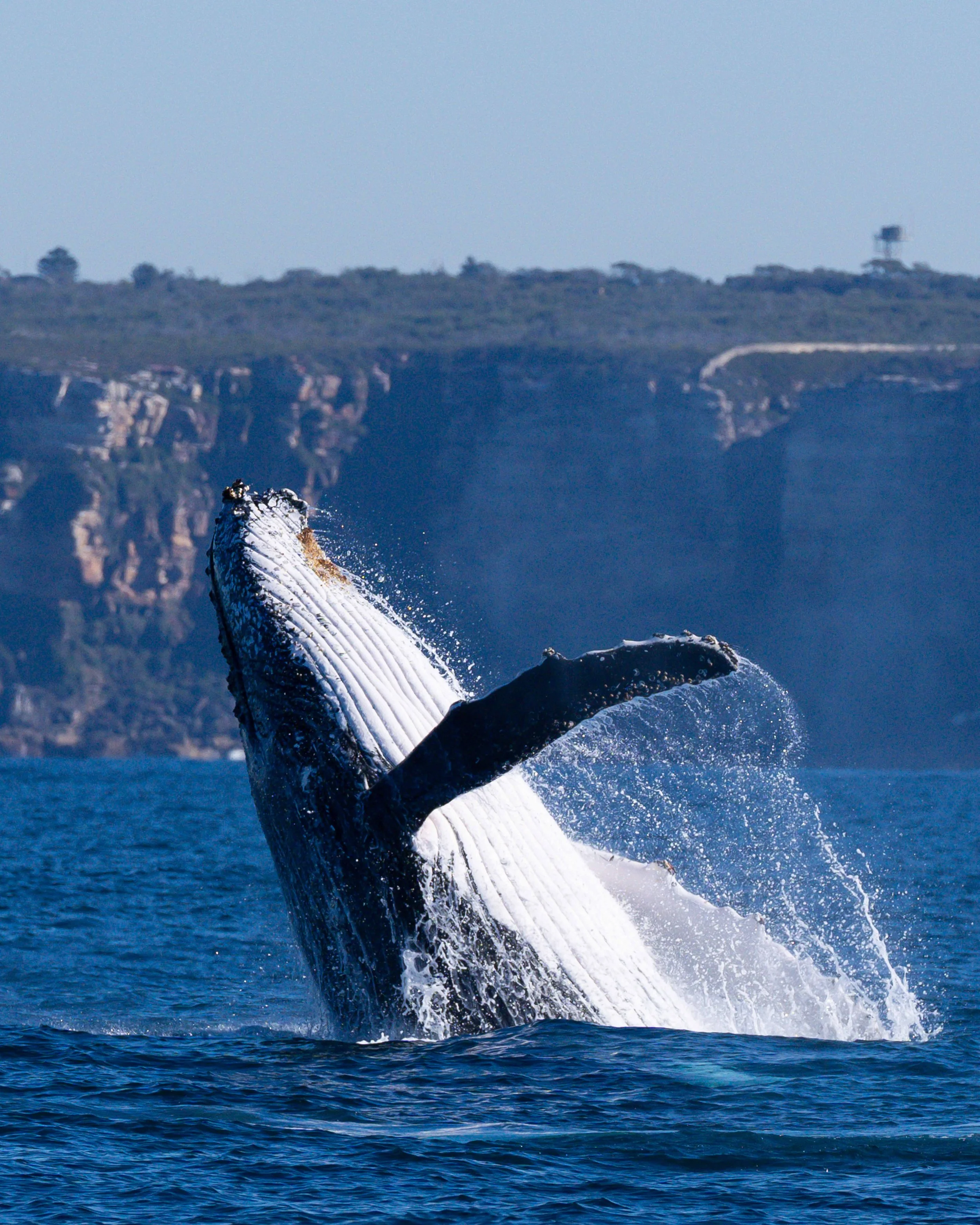 A Whale breaches off the Sydney coastline