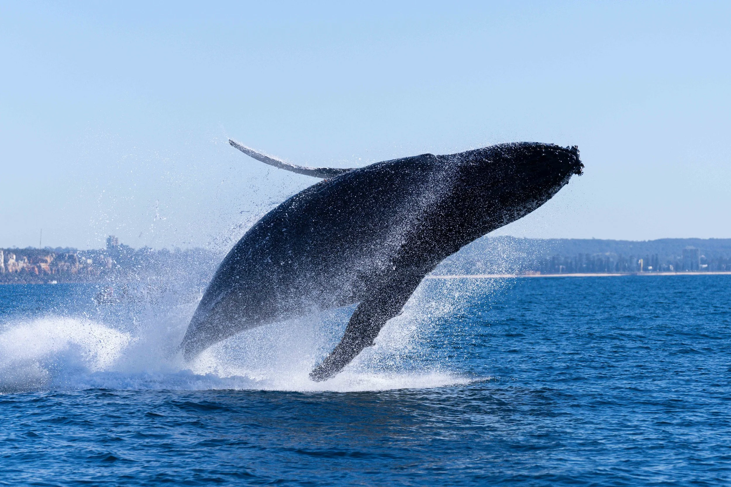 A whale breaches off the coastline at Sydney, NSW, Australia
