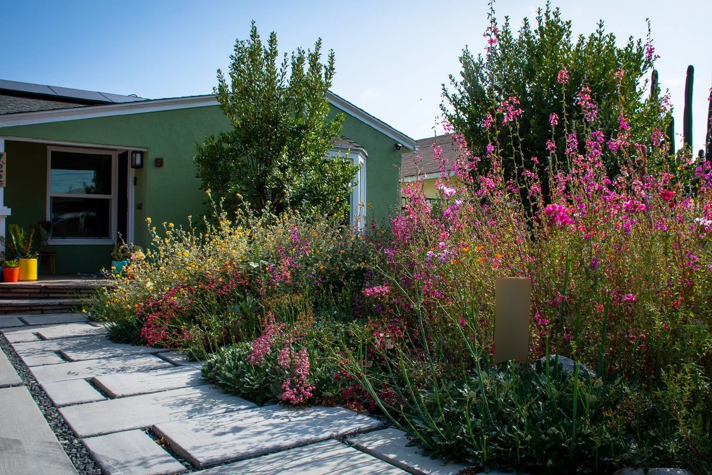 Transforming Your Yard: Installing a Native Plant Landscape in Los Angeles