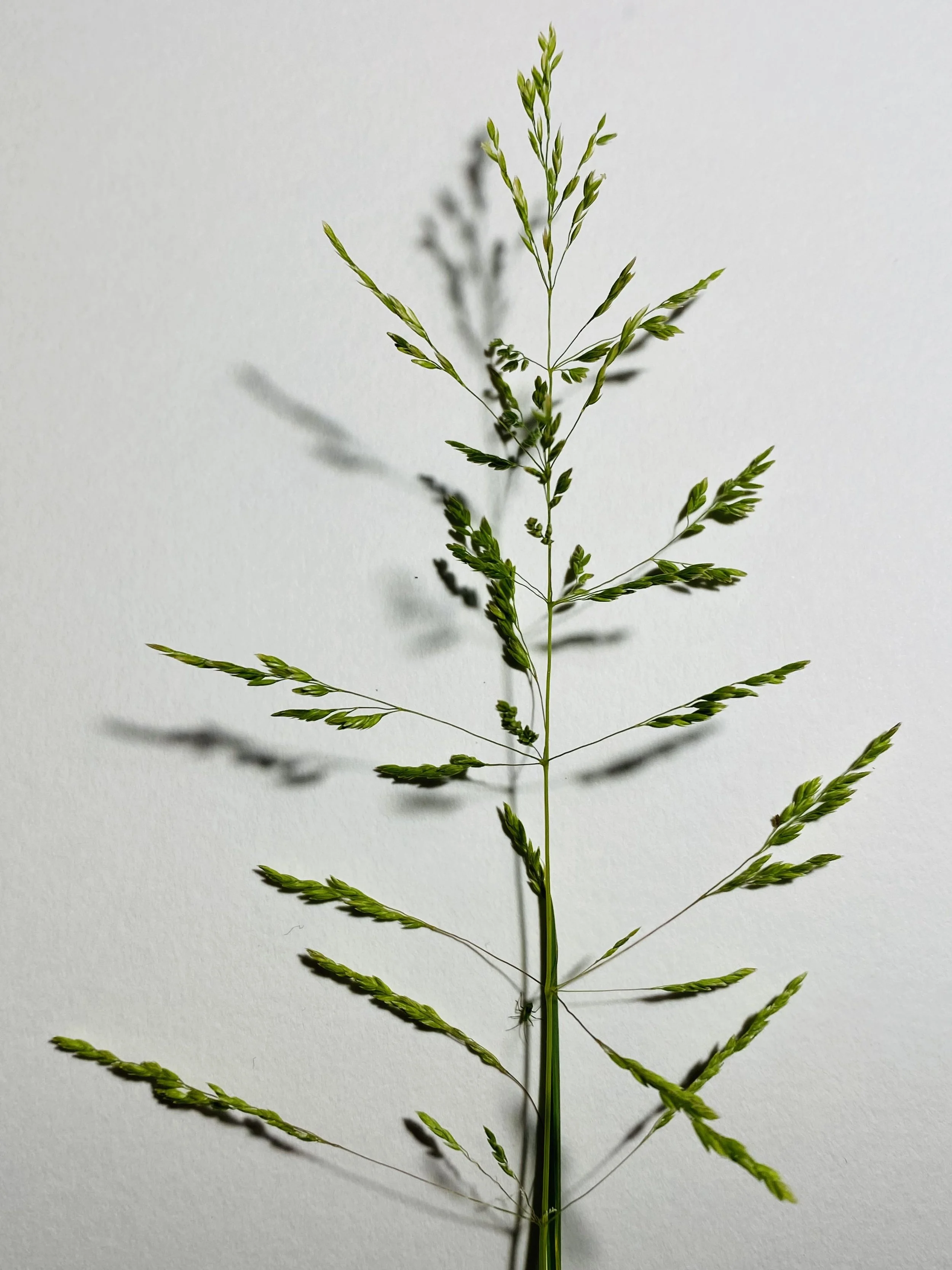 grass - lines and joins