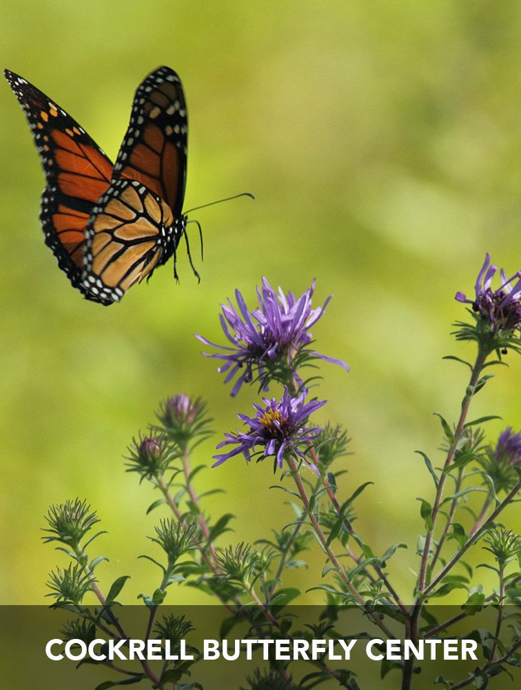 Cockrell Butterfly Center.jpg