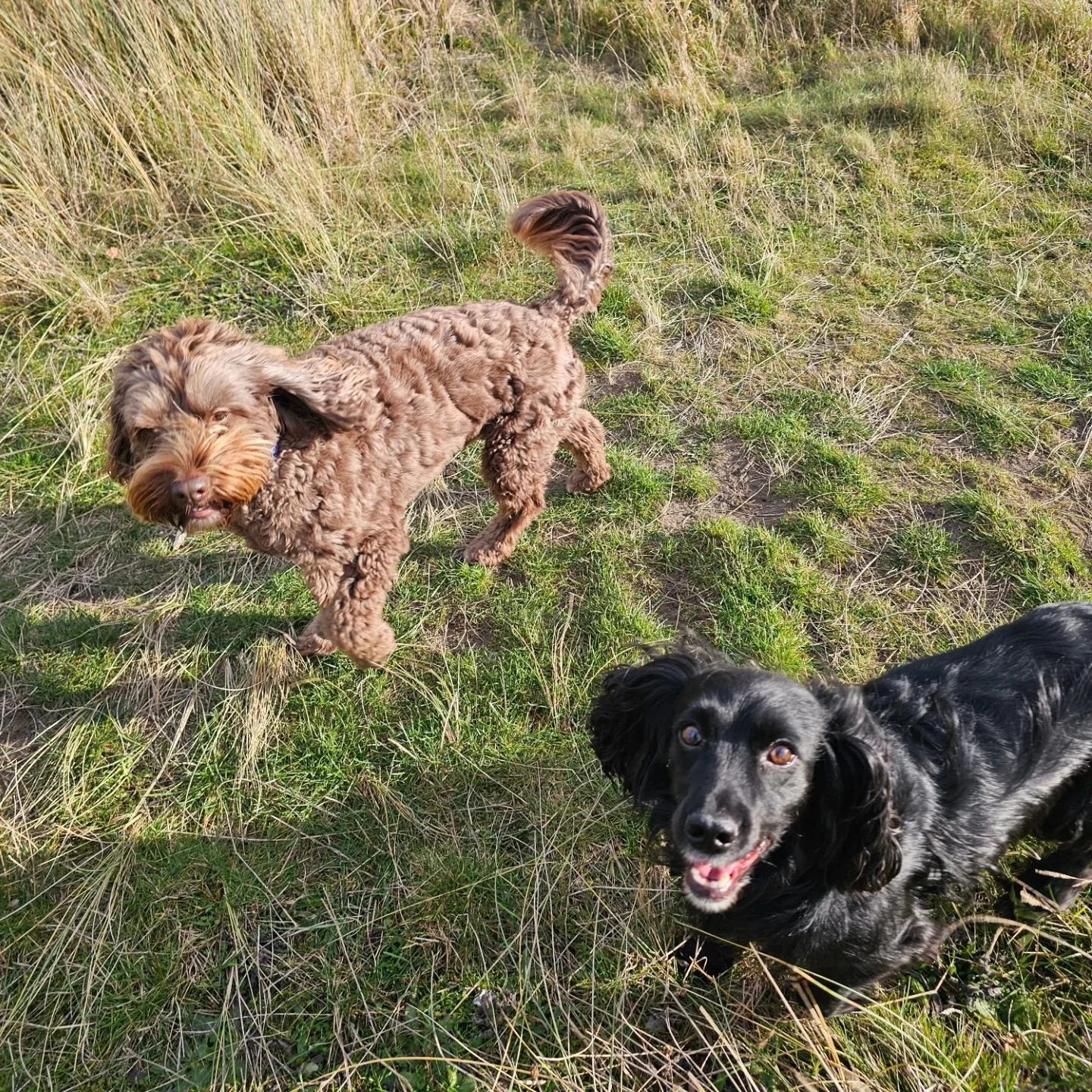 Thursday: some very chilly fingers today, so pictures are not quite up to 'Dogs Today' front cover standard! Still, these beautiful pups still shine.