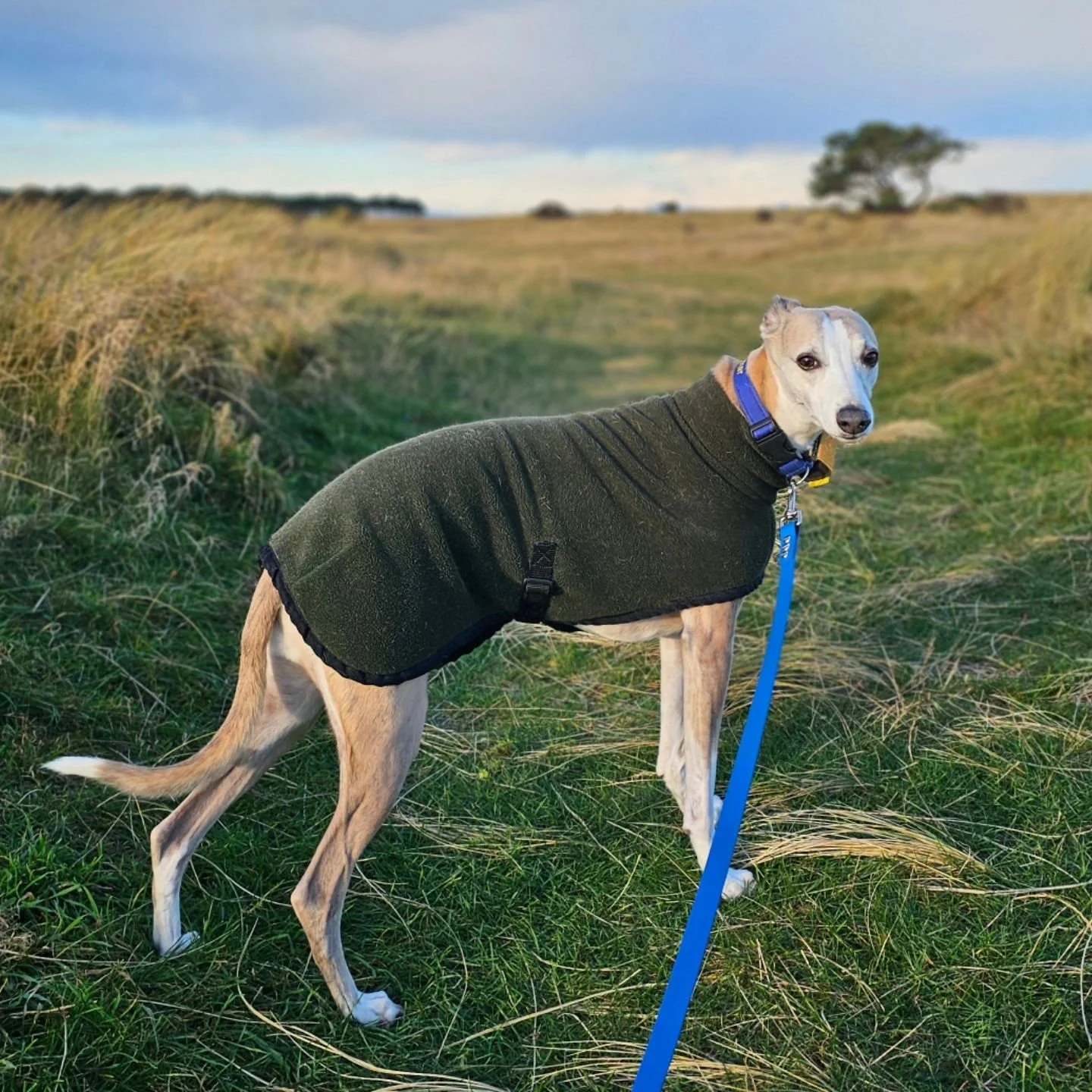 Drum roll... yip, it's another Newbie alert! 

Devilishly handsome whippet, Barley, made his debut today with the morning group. Can't wait to see this elegant speedster do his thing: Rannoch and Ben, who think they're the undisputed turbo pups, will