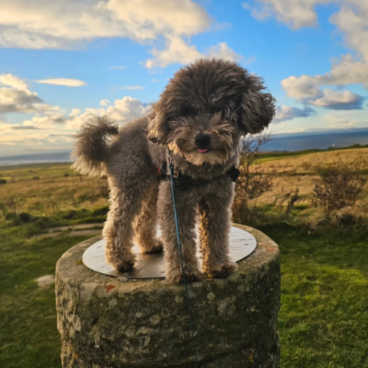 At last, Don L, you have recognised that my rightful place is on a pedestal. And, naturally, with that elevated status, there are treats on tap. Come on, chop chop...