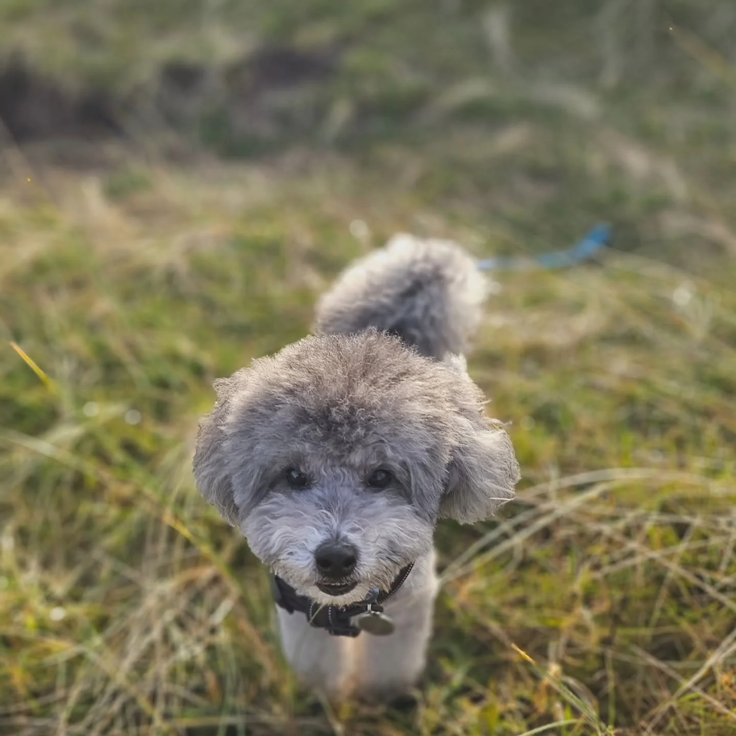 Murphy, our pocket-sized country gent, looking trim and lythe after his luxury grooming session #howlandhoundedinburgh 

Permission to stare granted.