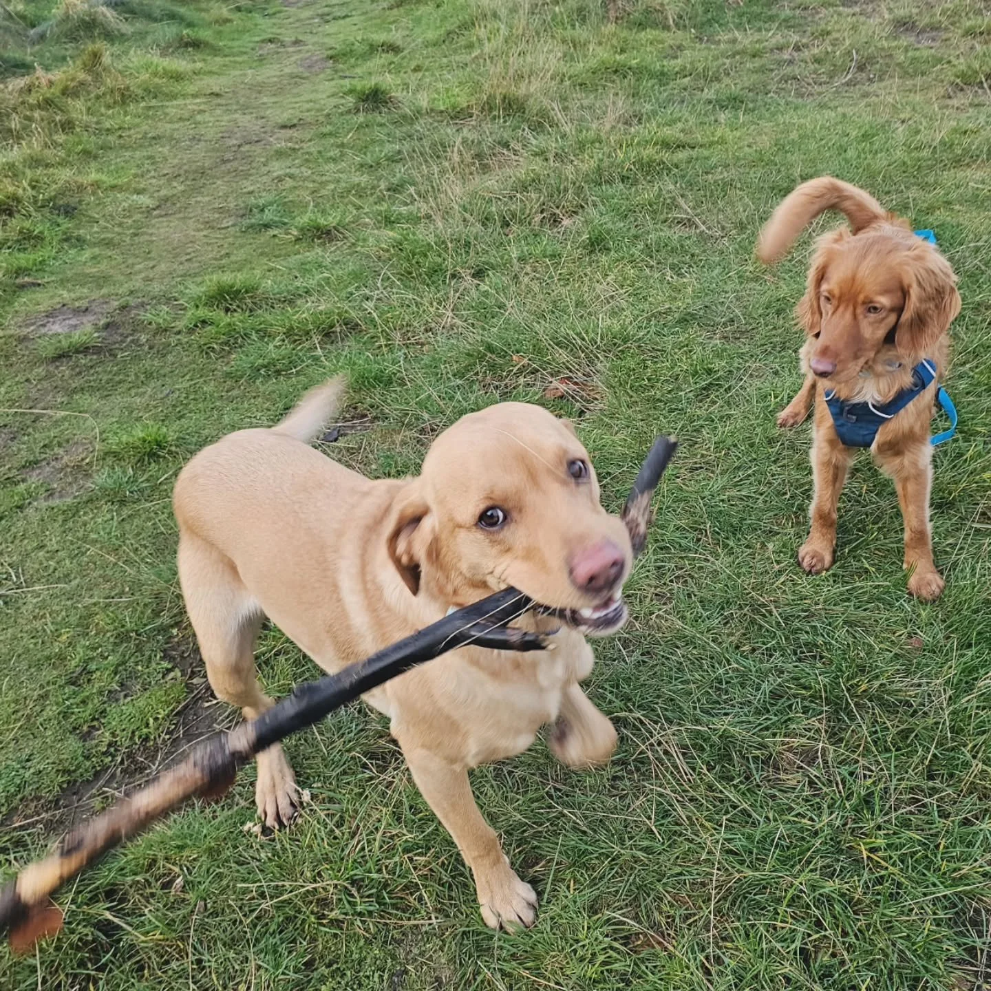 Stick monitor: &quot;He's at it again, Don L!&quot;