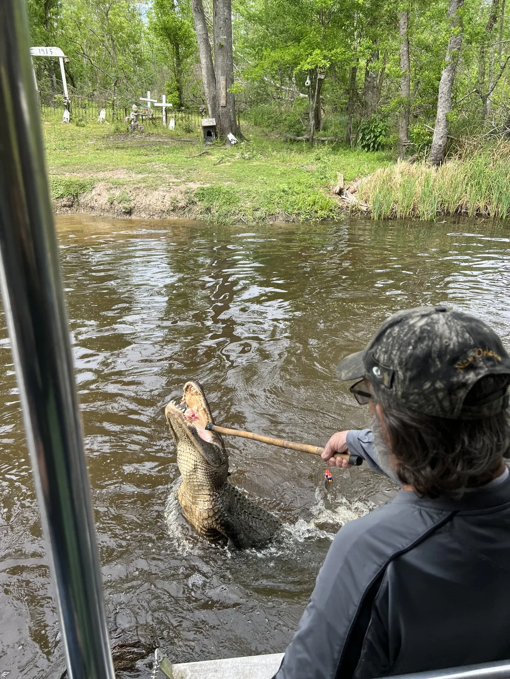 feeding the gators