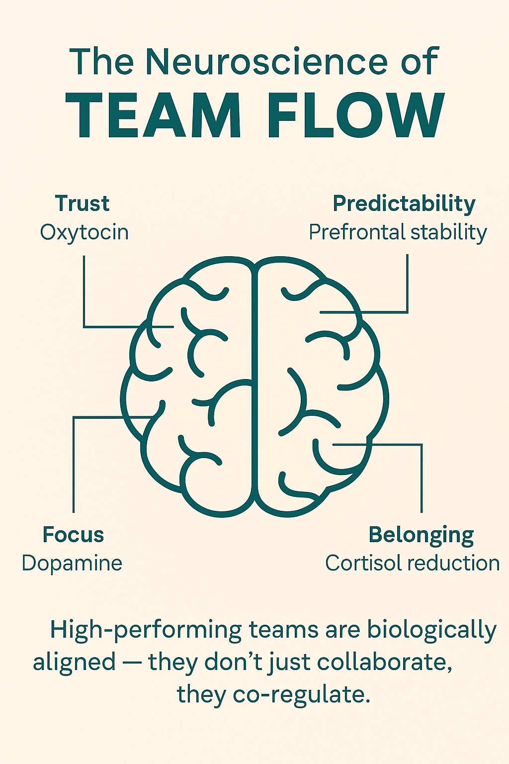 Diagram showing how trust, focus, predictability, and belonging trigger key neurochemicals — oxytocin, dopamine, prefrontal stability, and cortisol reduction — to create team flow and collaboration.