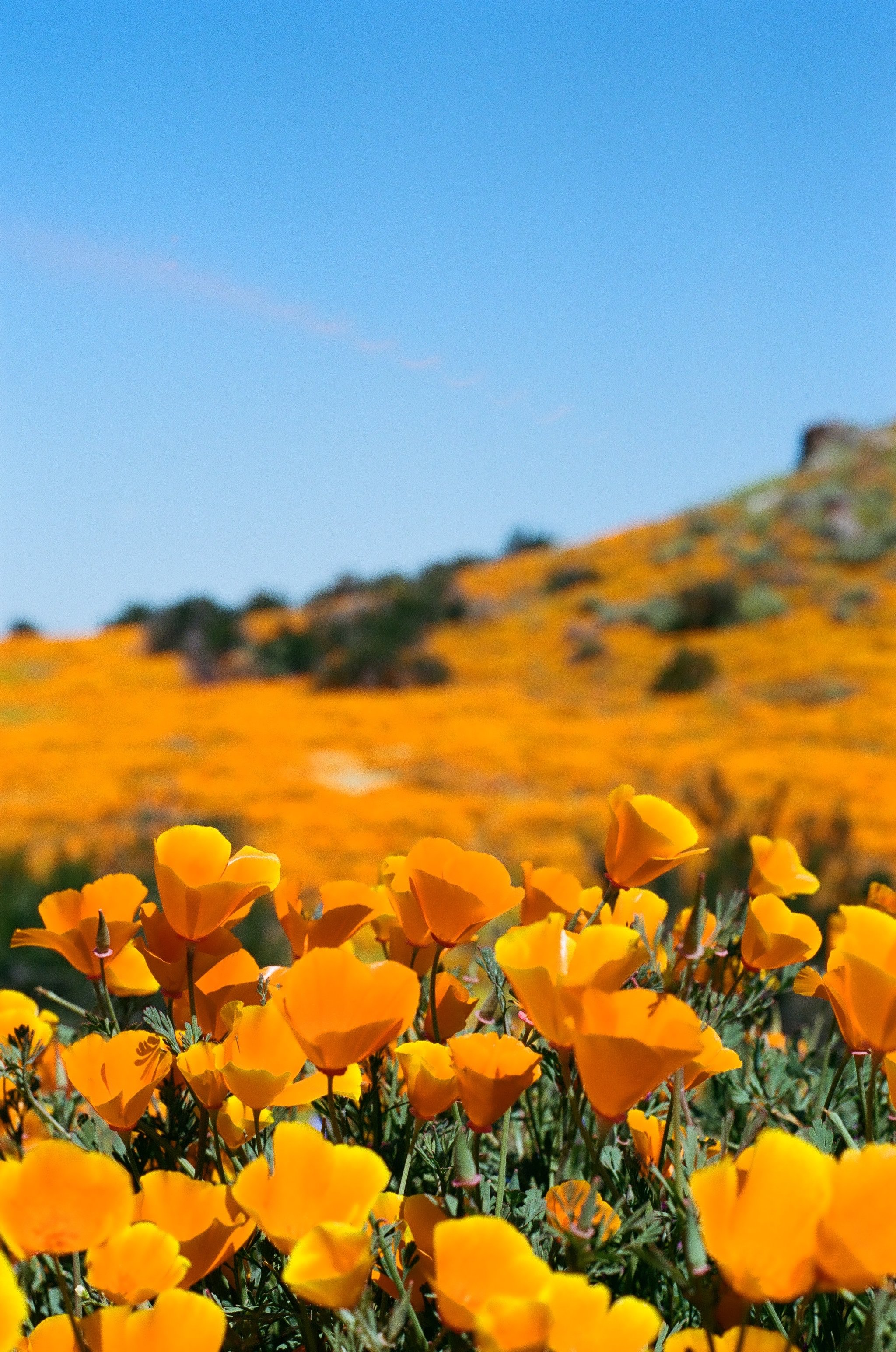  California Poppy Super Bloom, 35mm 