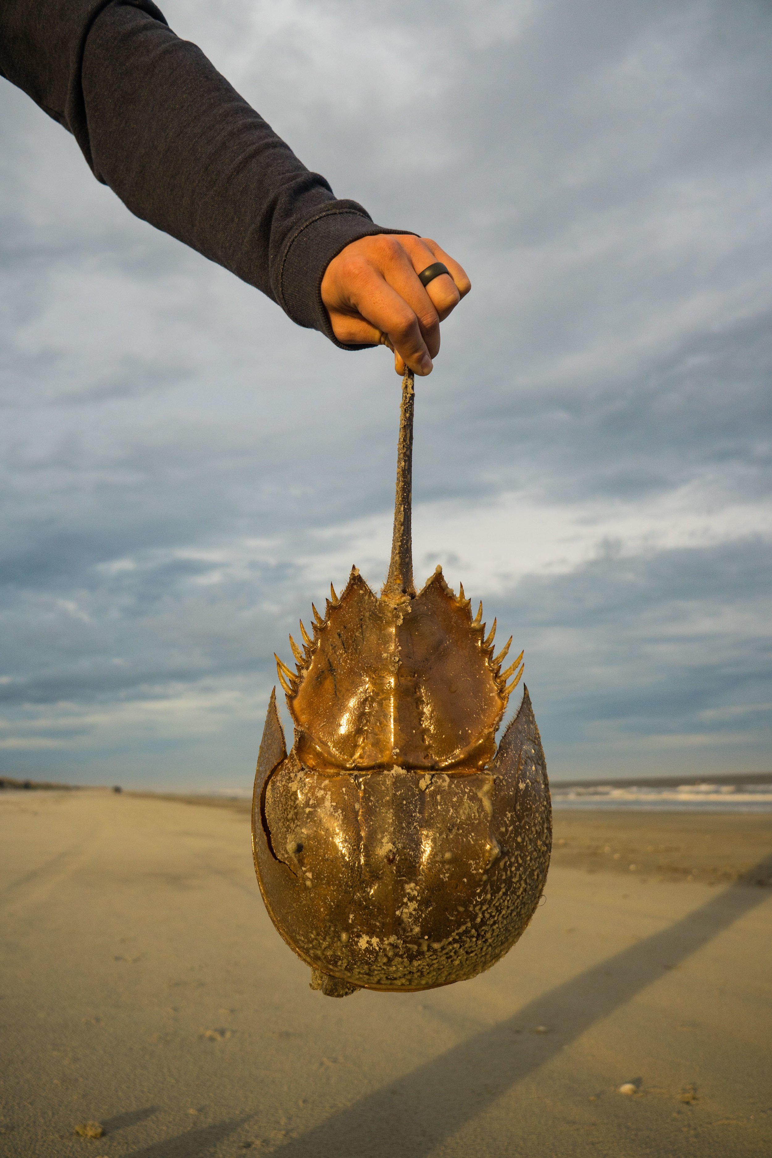  Beach find! 