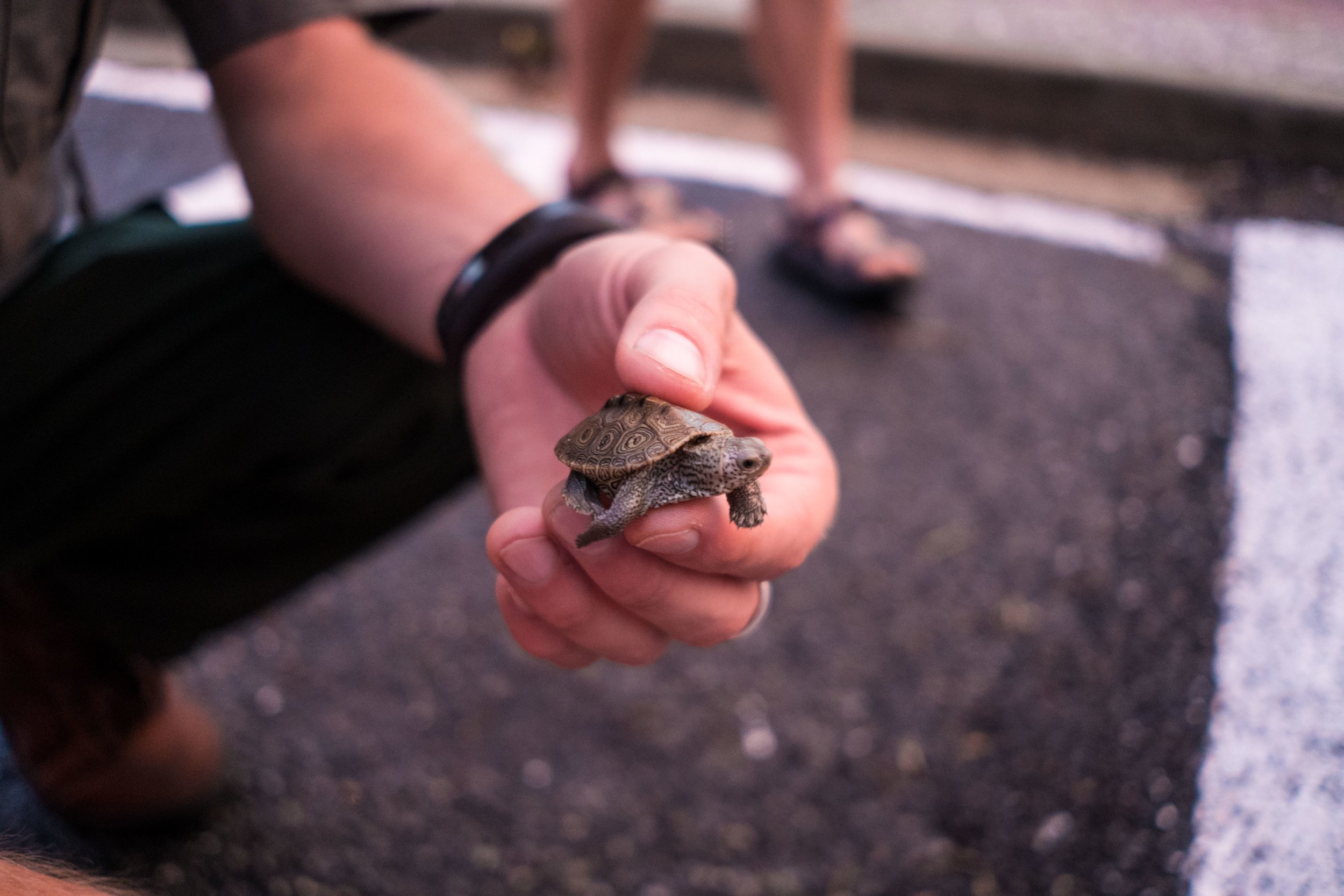  Lil baby turtle trying to cross the road 