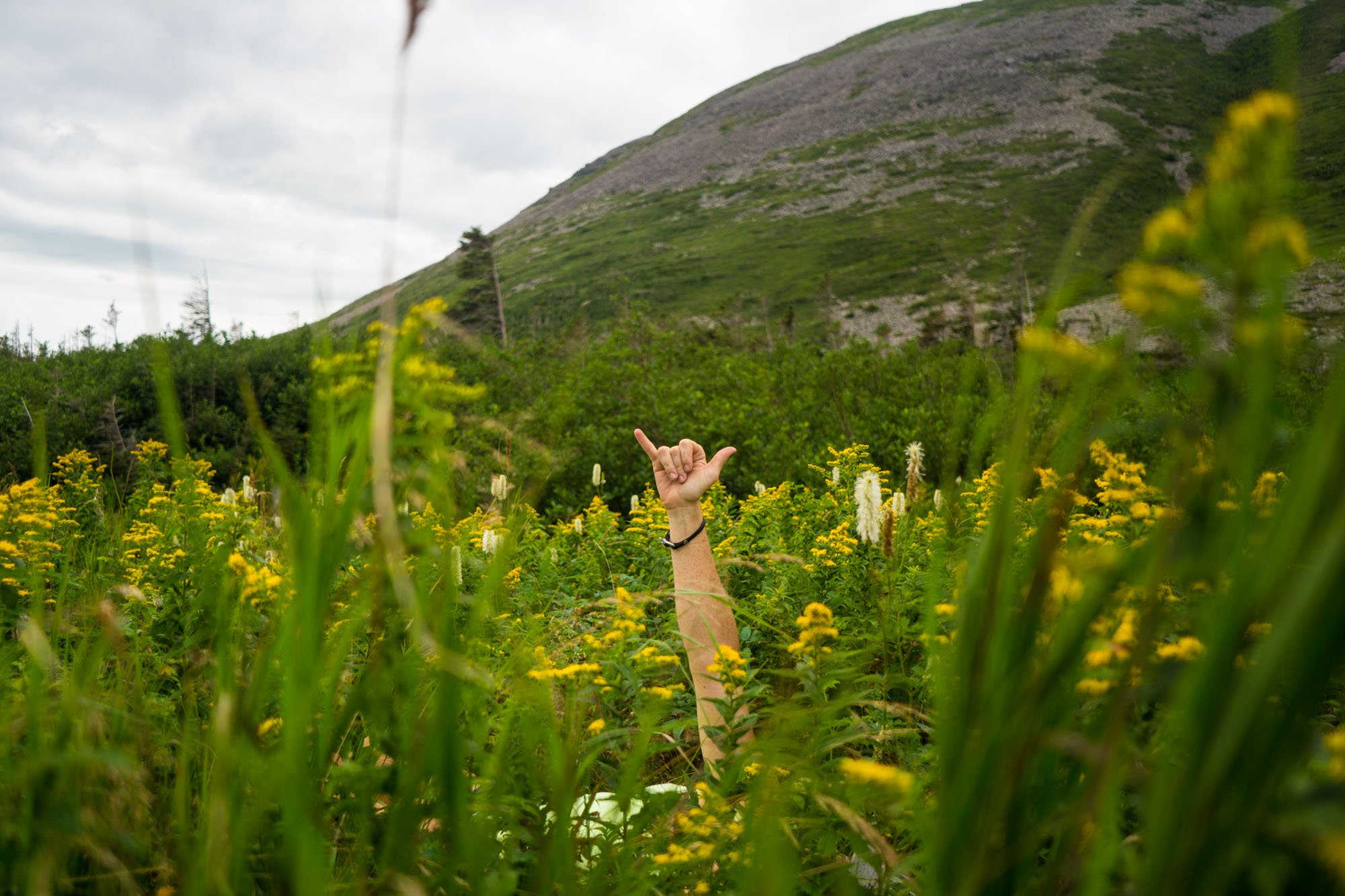  Hang Loose in the wild flowers 