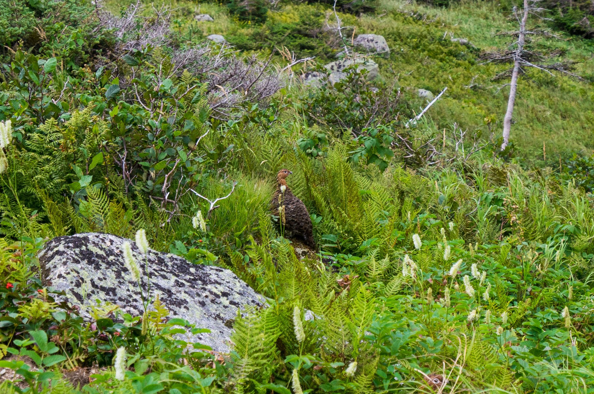  We spotted a Rock Ptarmigan 