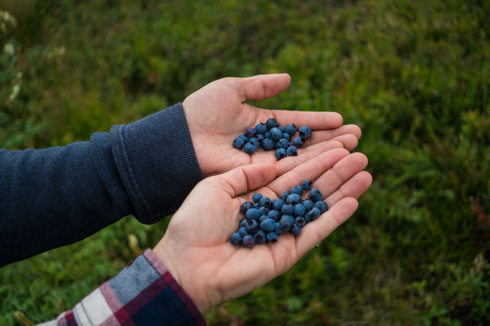  We gorged ourselves with ripe blueberries the whole way on the Skerwink Trail 