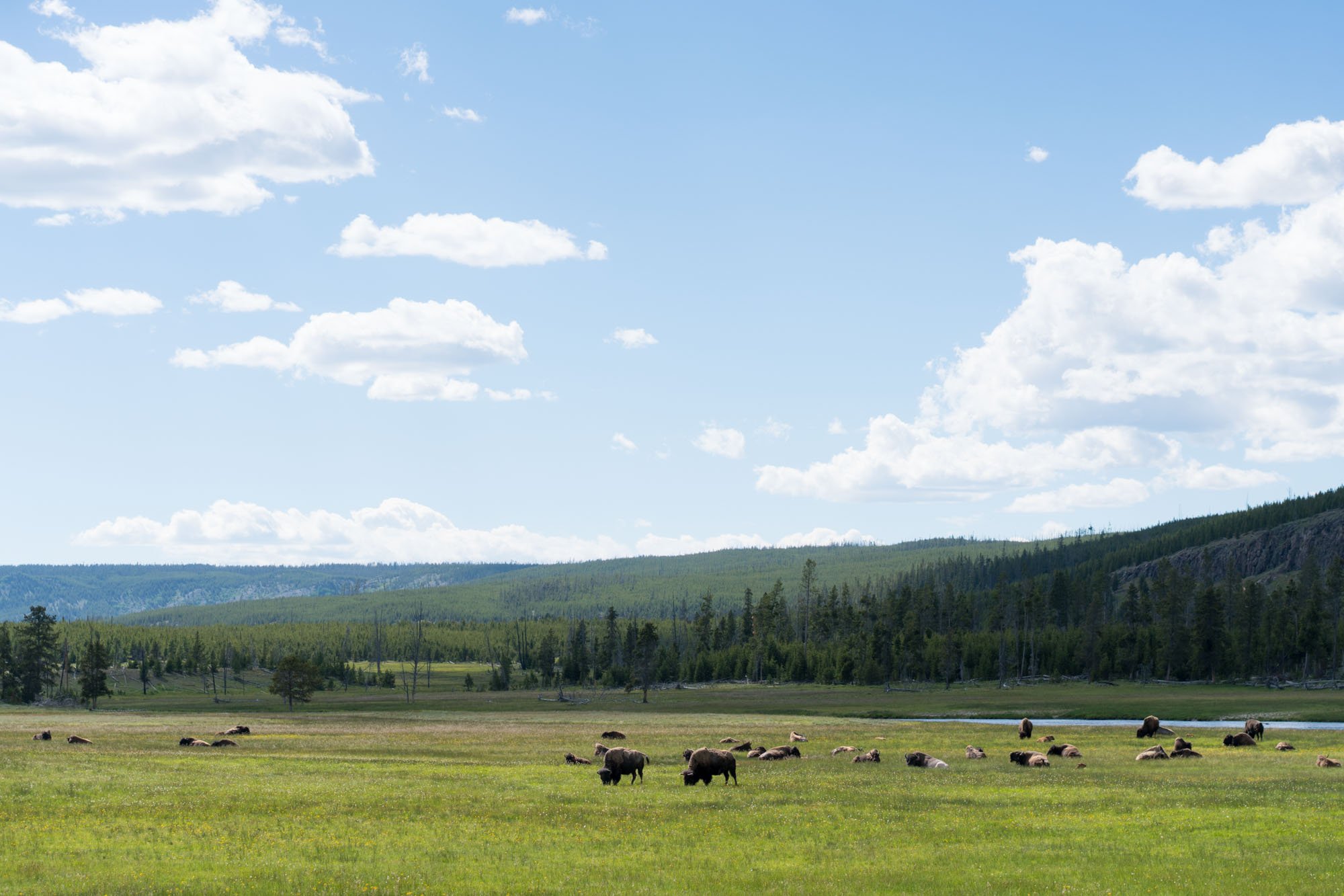  Where the buffalo roam, Yellowstone NP 