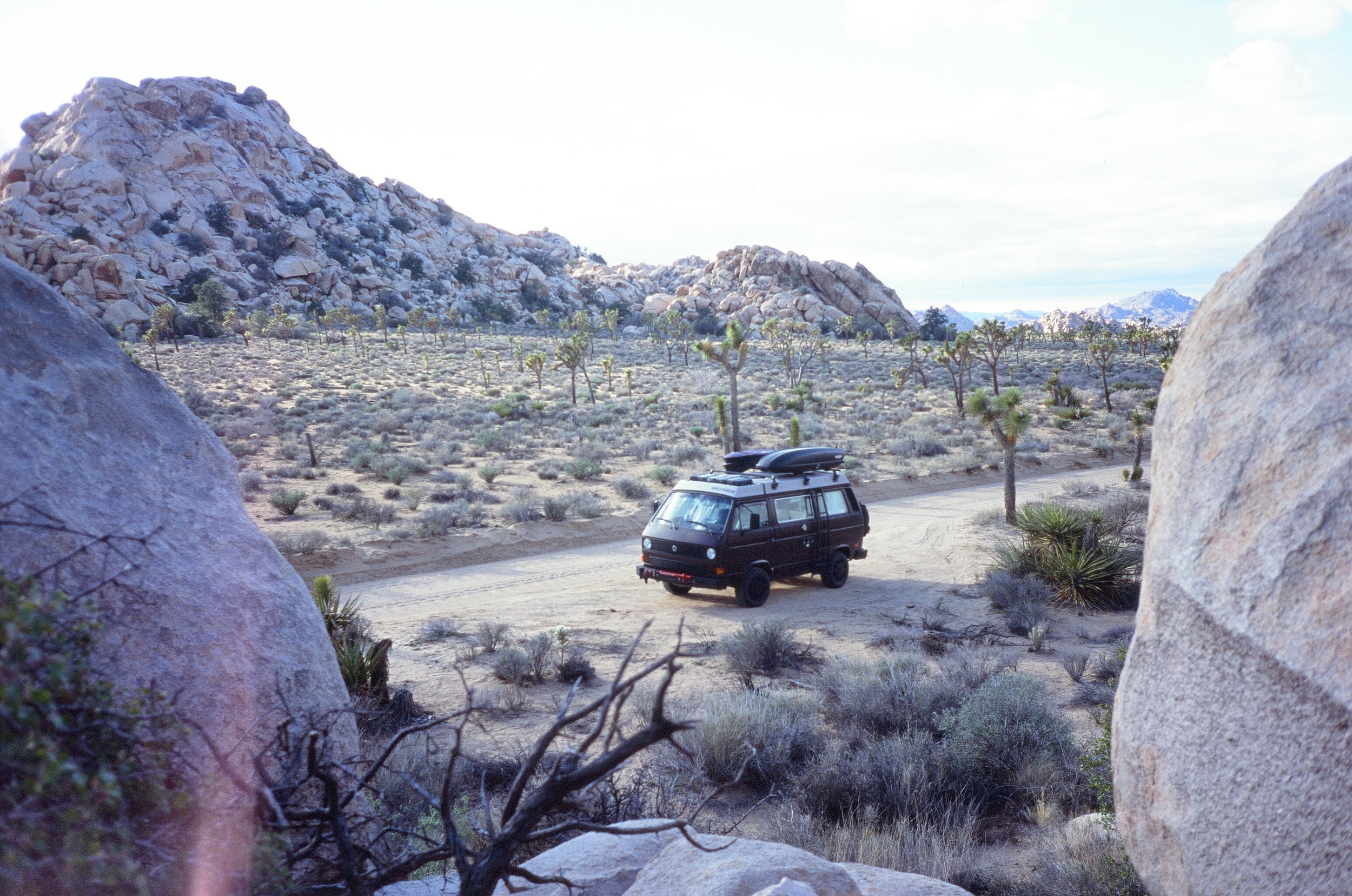 Stanley in Joshua Tree NP, California