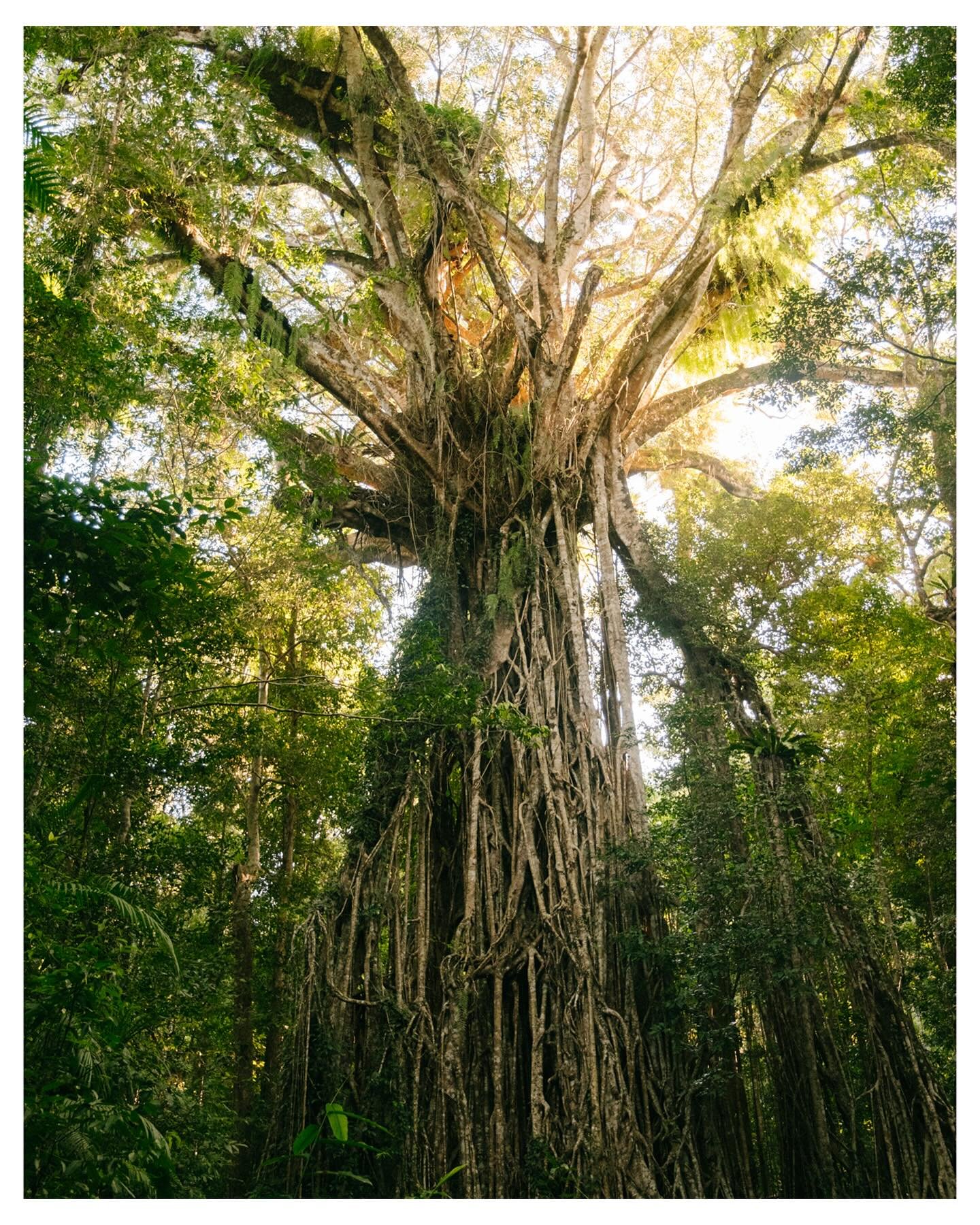 The Cathedral Tree | Queensland, Australia
While looking for camp one evening, we saw a point of interest for a tree out in the middle of nowhere while scrubbing the map. Camp could wait, we needed to meet this tree. After a short hike into forrest, 