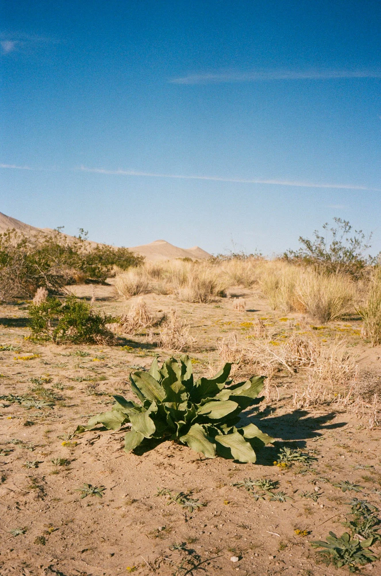 kodak_400_c_41_3781_111747_252598_002529480026.jpg