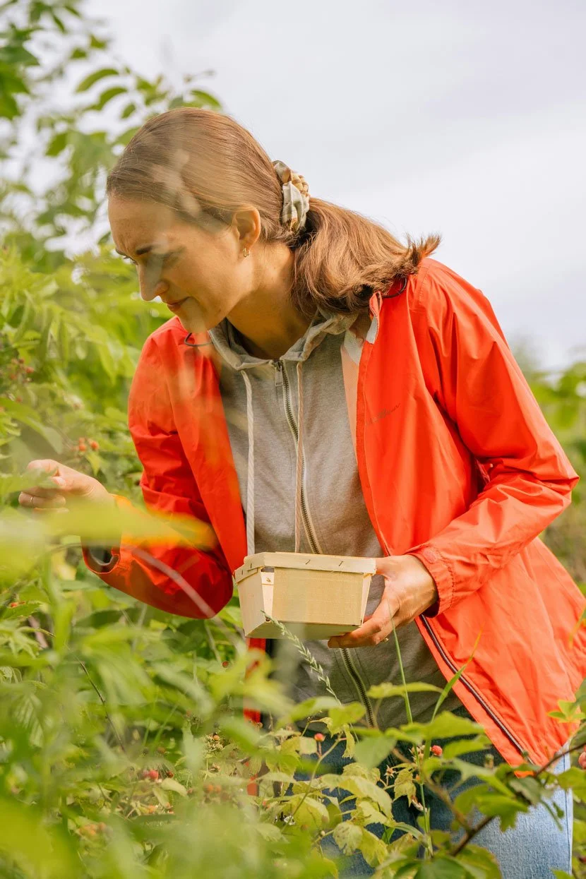 A woman gathers berries on a bright day, rebuilding an ordinary life while working through estrangement from an adult child.