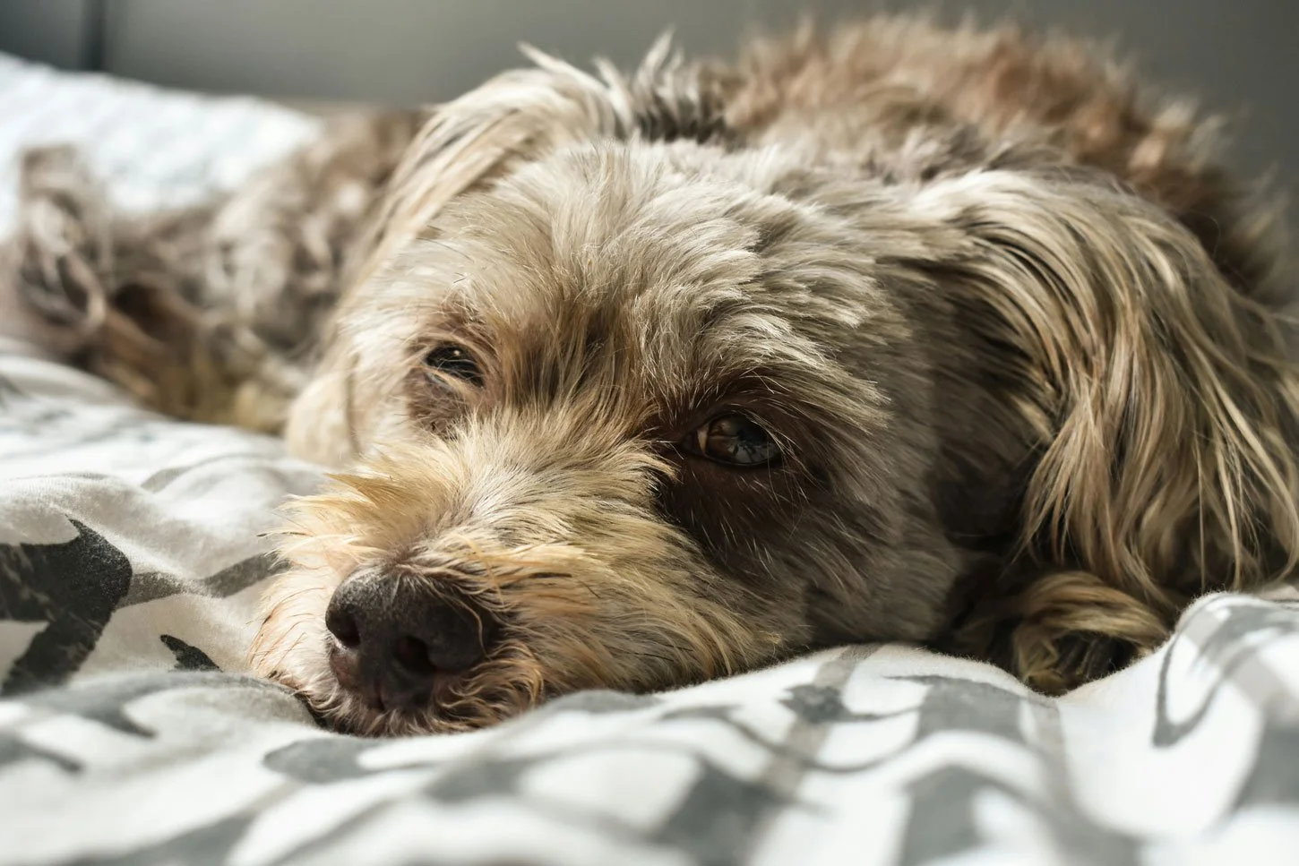 An old dog sleeping on the bed.