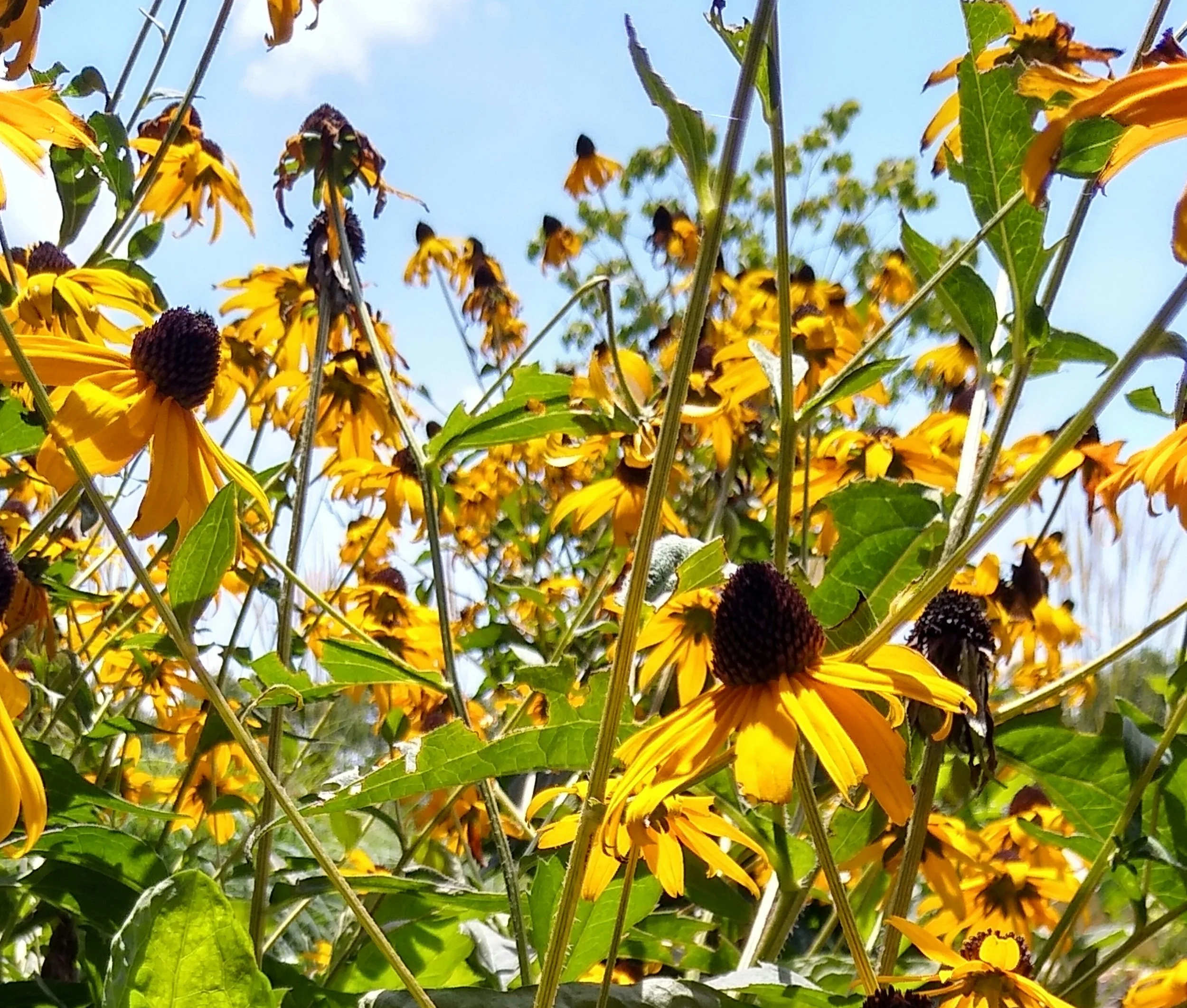 Black-eyed Susan wildflowers in bloom in Missouri