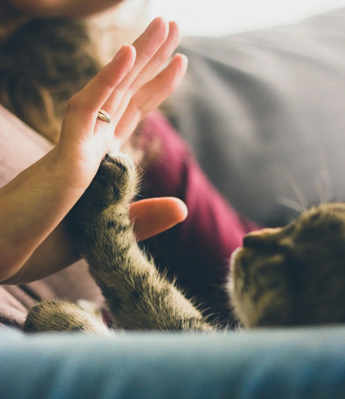 A quiet moment between a person and their cat, symbolizing grief after losing a pet and coping with pet loss in Kansas and Missouri.