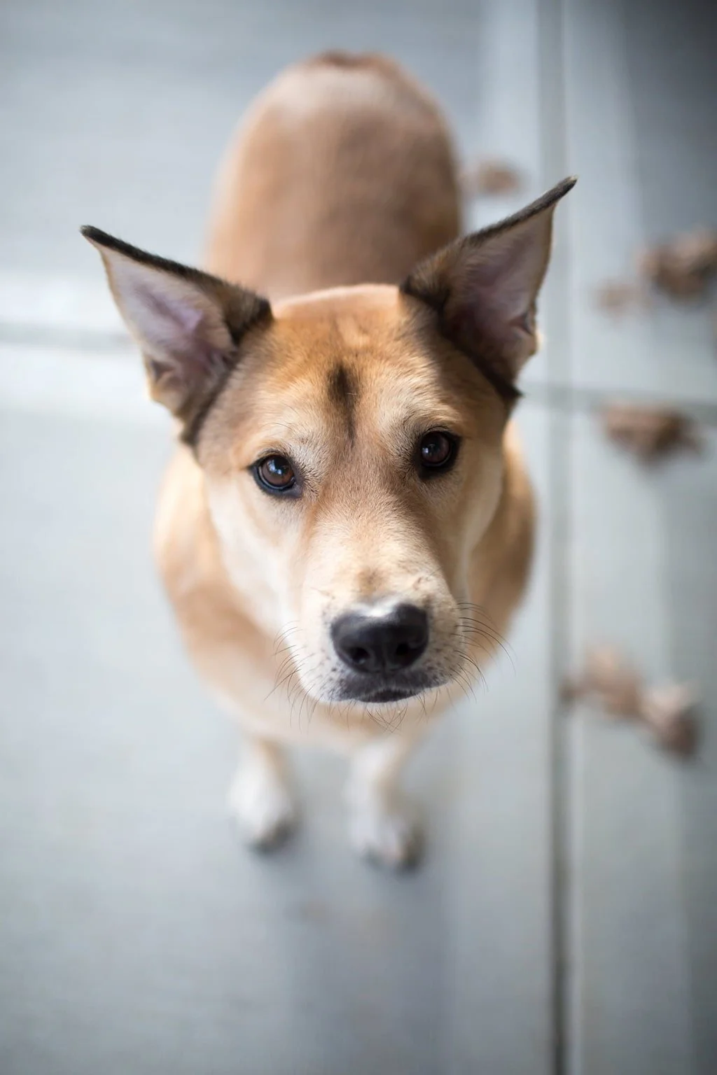 Golden dog looking up with soulful eyes, symbolizing loyalty, connection, and the deep emotional bond between humans and pets.