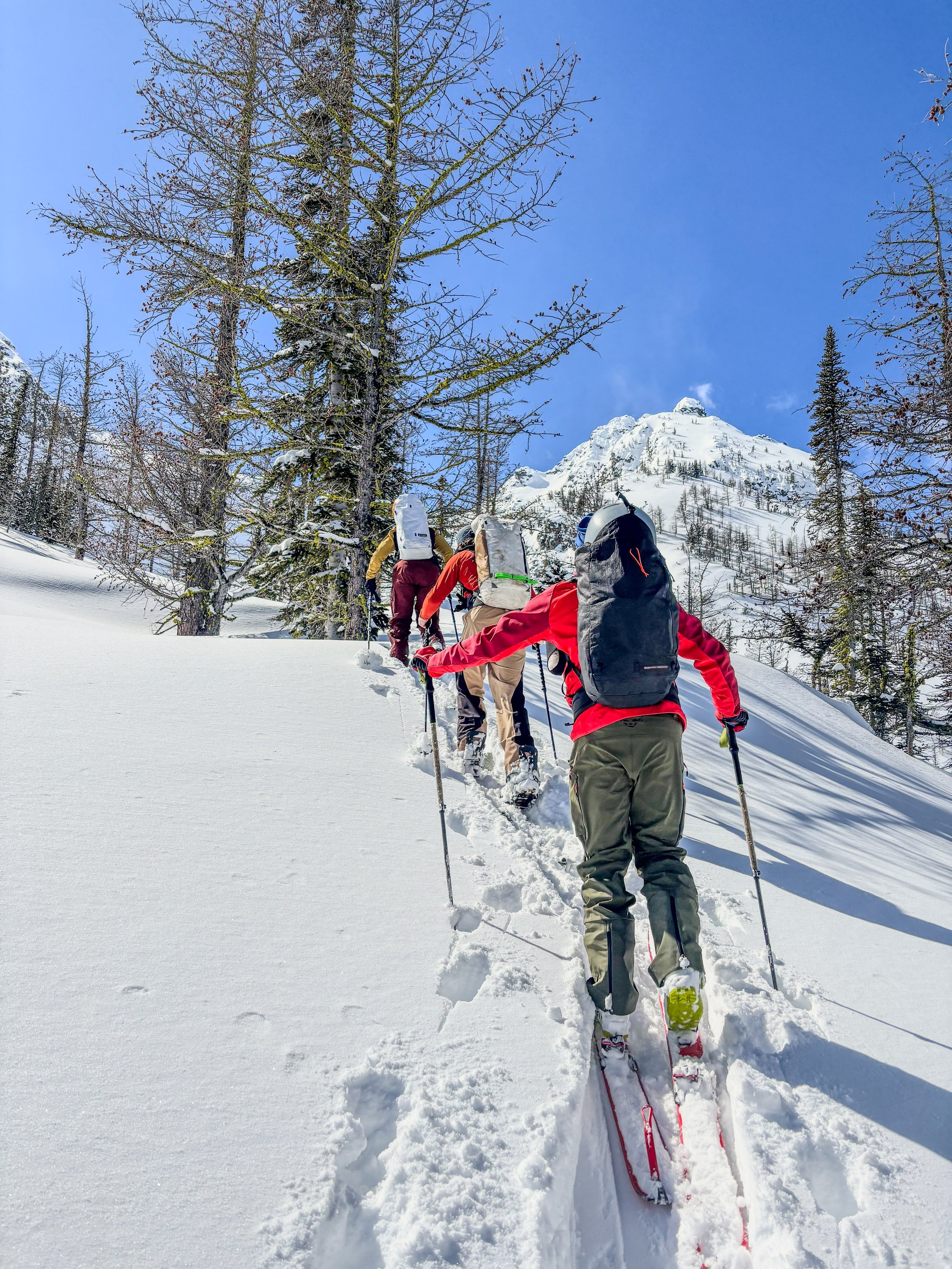 A group of people cross a snowy mountain slope on skis, surrounded by snow-covered trees and a mountain peak in the background under a clear blue sky.