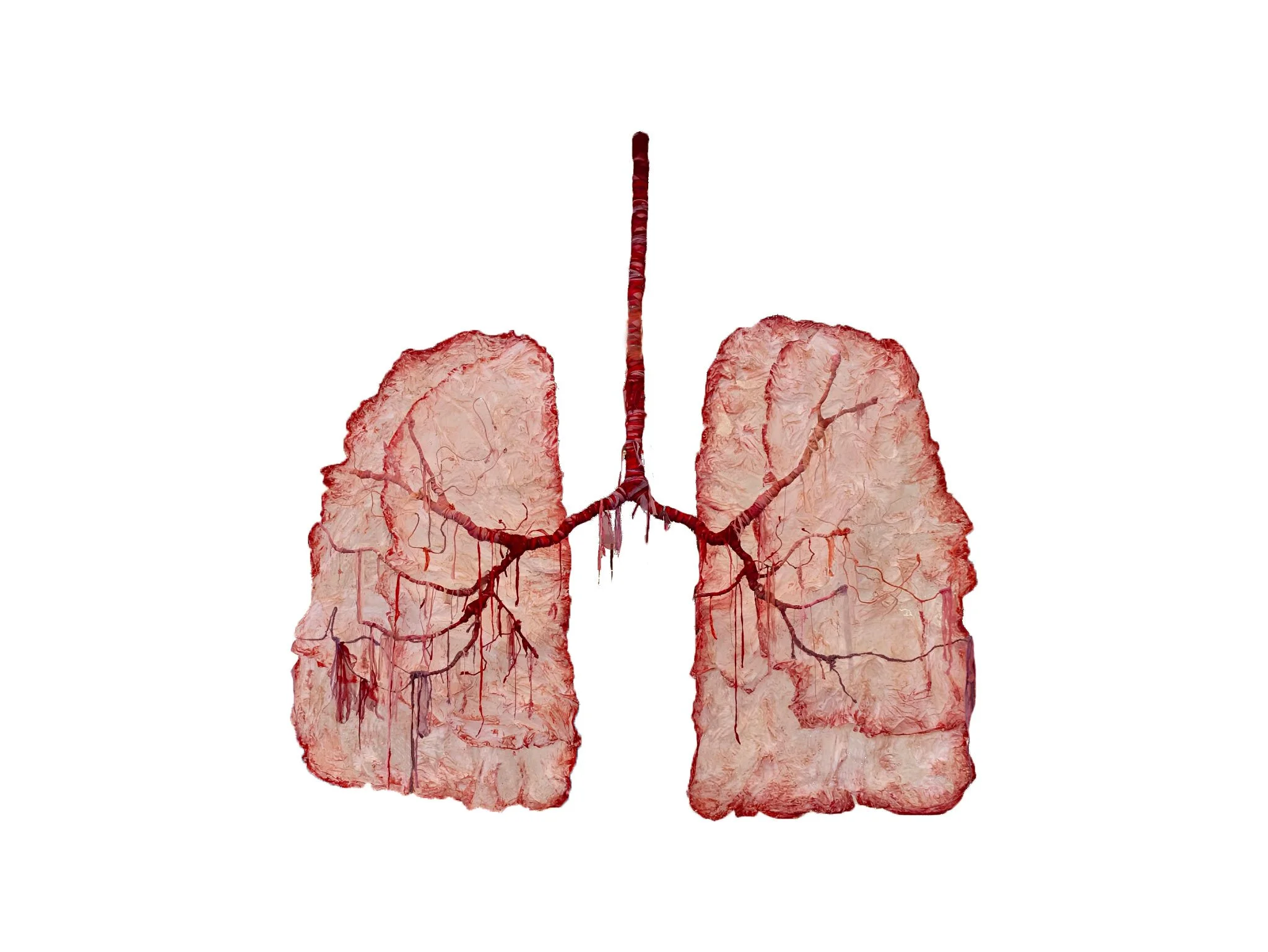 eloopstra_lungs.jpg