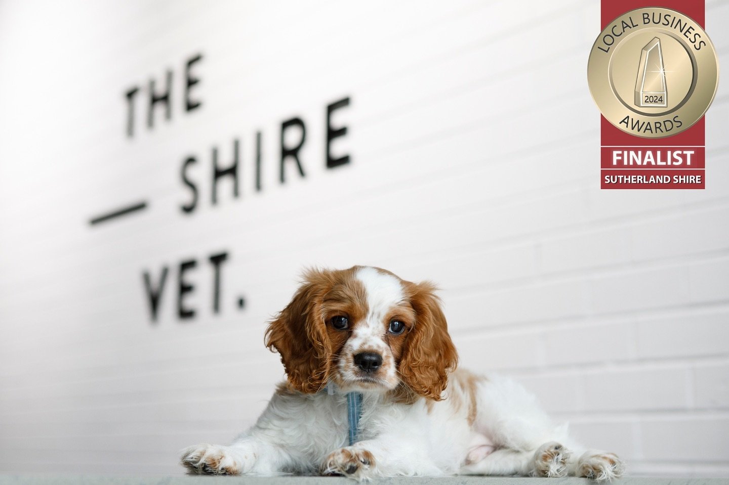 We are excited to announce we have been recognised as a finalist for Outstanding Pet Care in the local business awards. We thank you all for nominating The Shire Vet and for your continued support 🐾