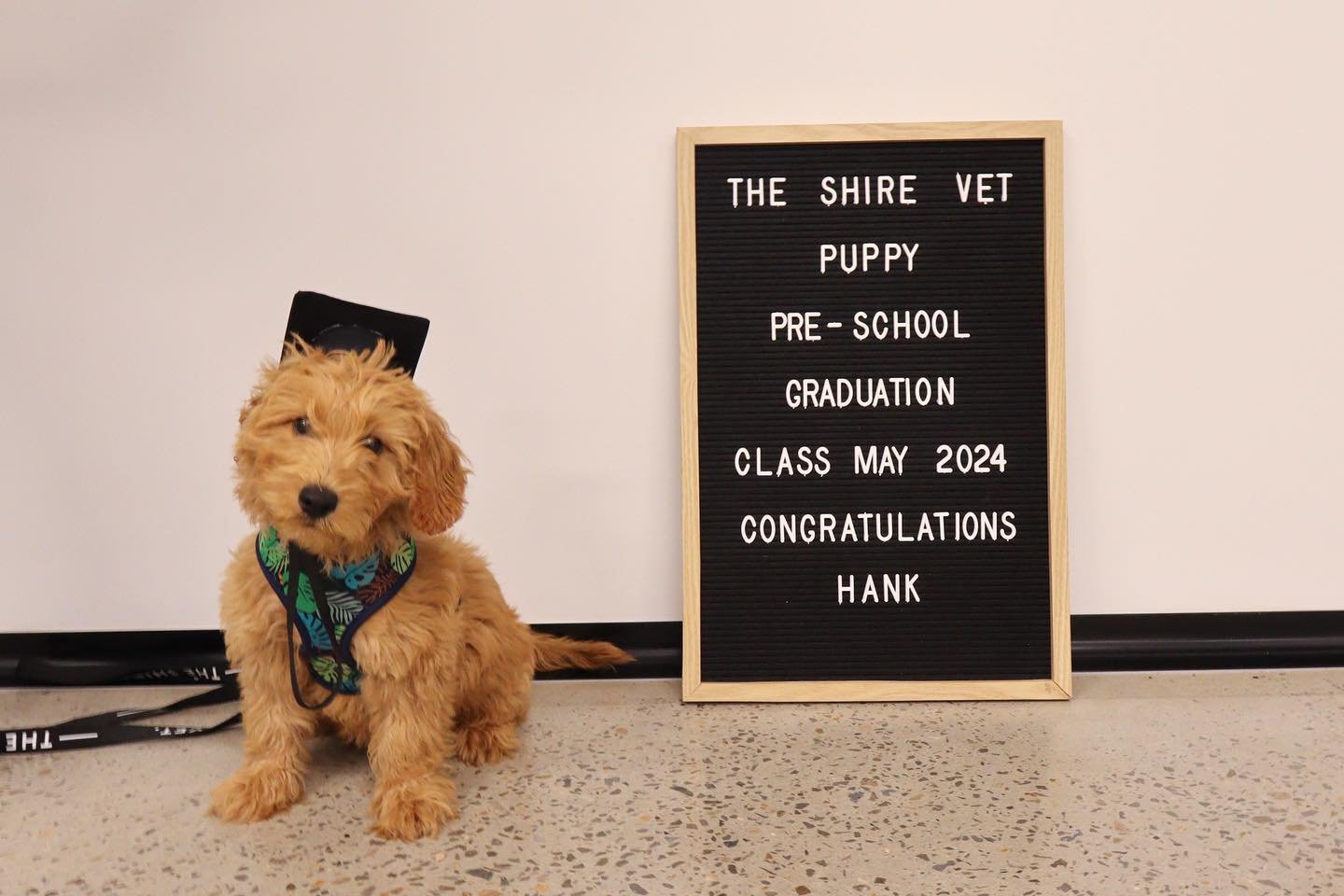 Another group of clever puppies have graduated puppy preschool this week 🥳 
Congratulations:
🎓 Hank
🎓 Gus
🎓 Fleur
🎓 Nala
🎓 Beau