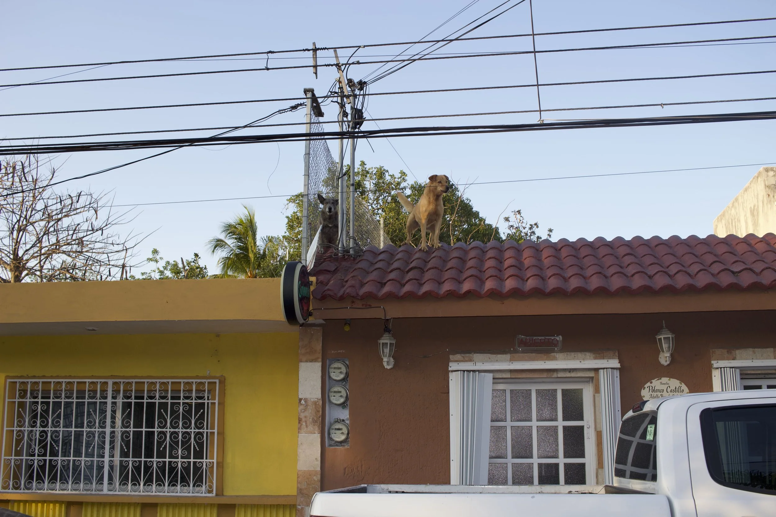 Transforming Lives: Saving Stray Animals in Cozumel