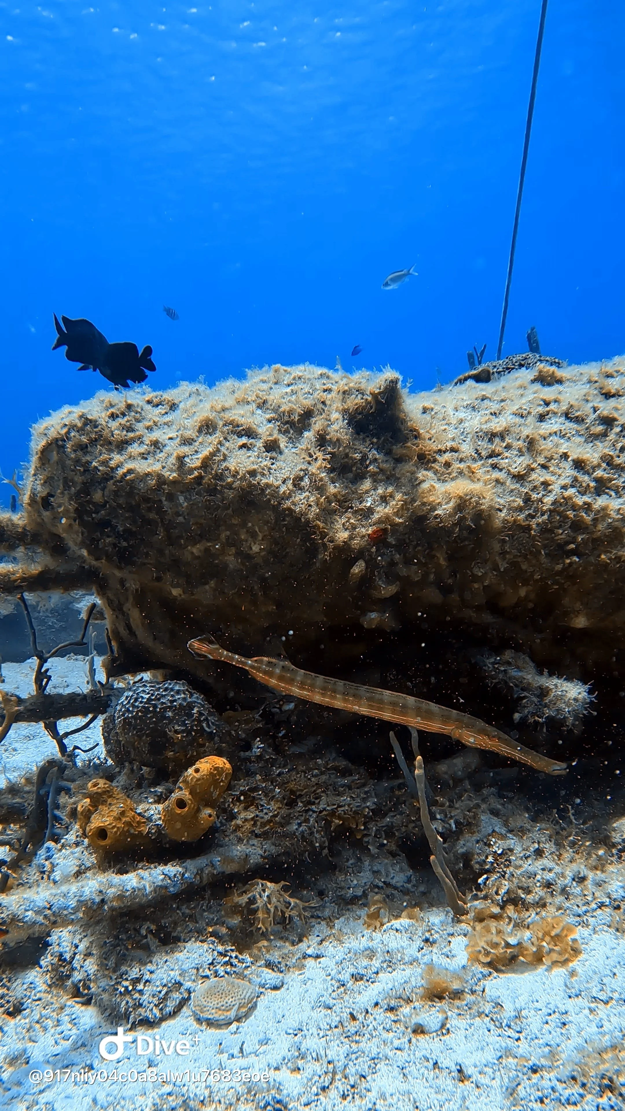 trumpet-fish-cozumel-dive-locations