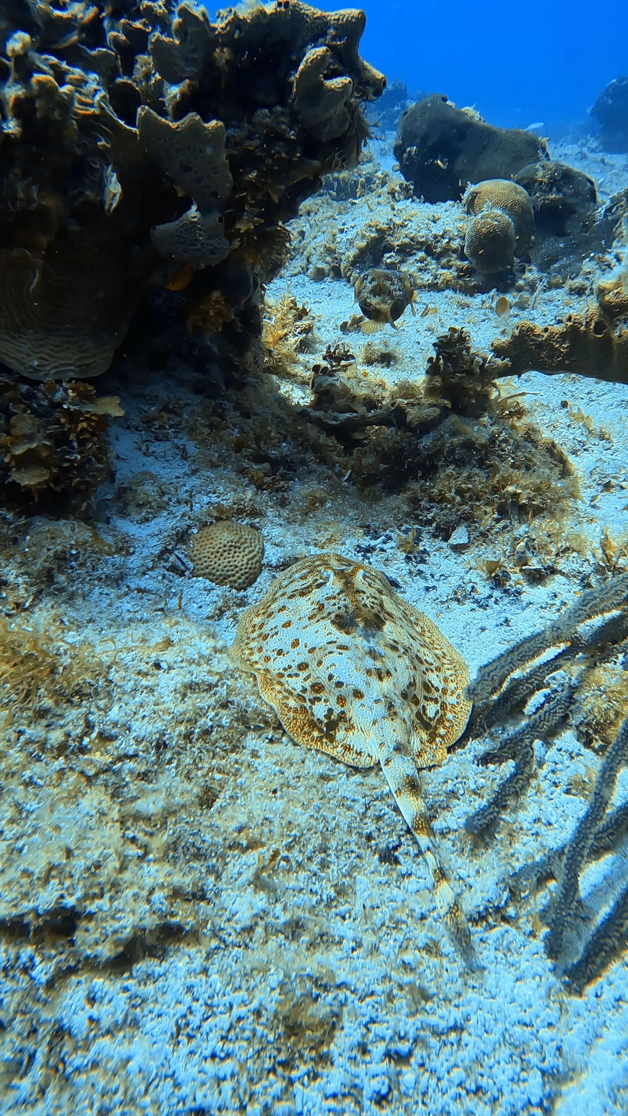 ray-diving-cozumel-dive-locations