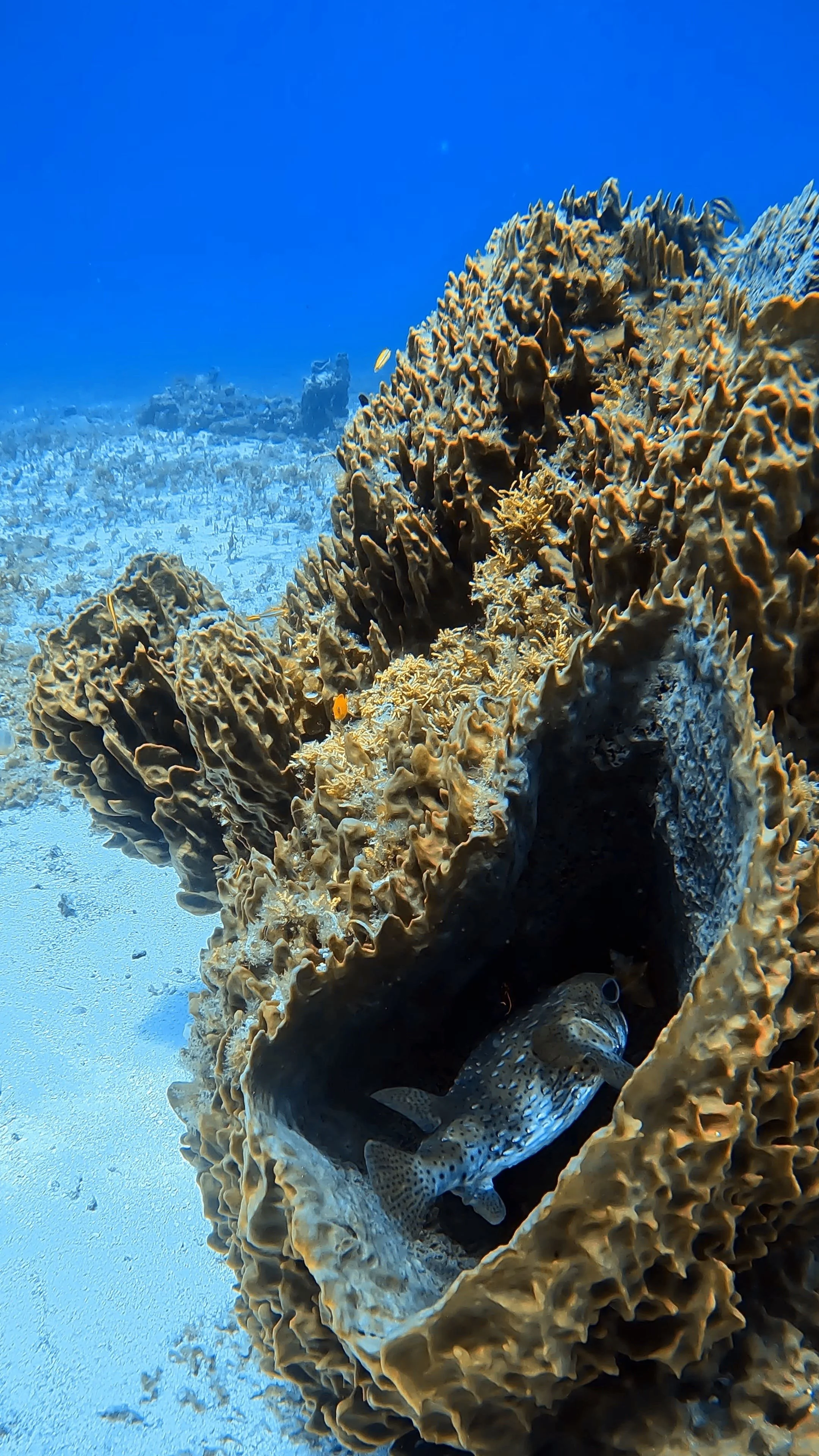 Puffer-diving-cozumel-dive-locations