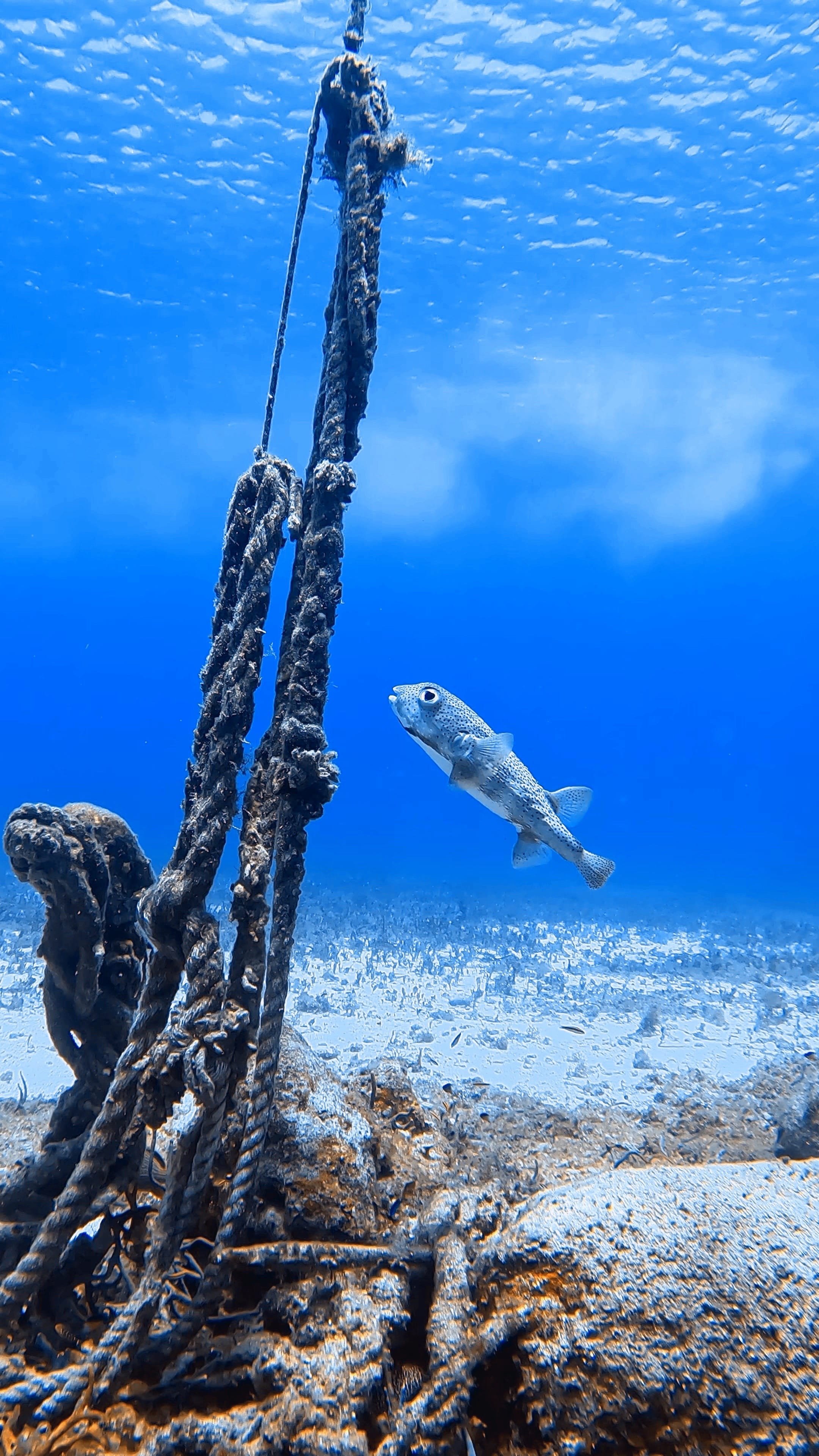 puffer-cozumel-itinerary