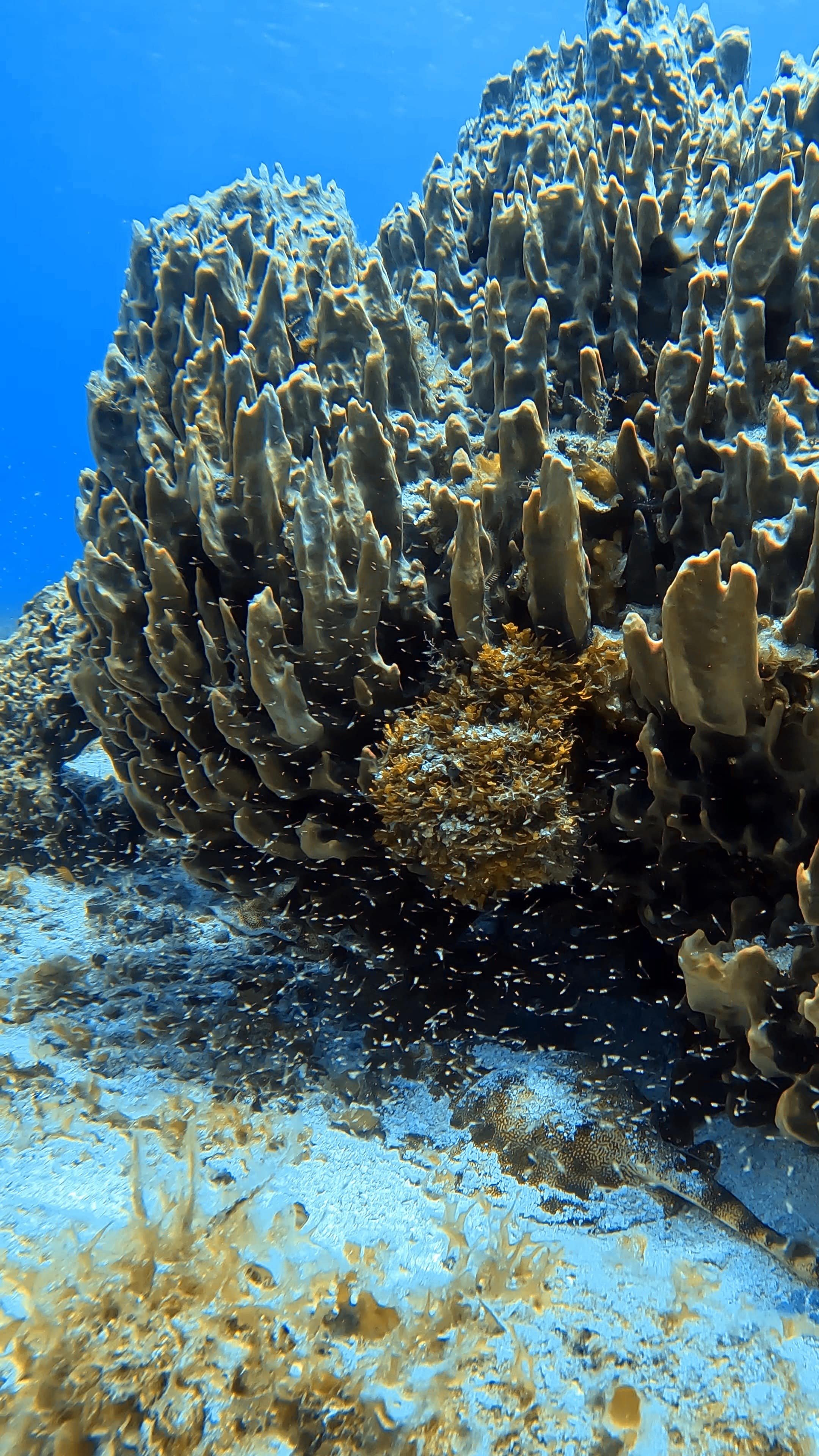 Lively-Coral-best-things-to-do-in-cozumel
