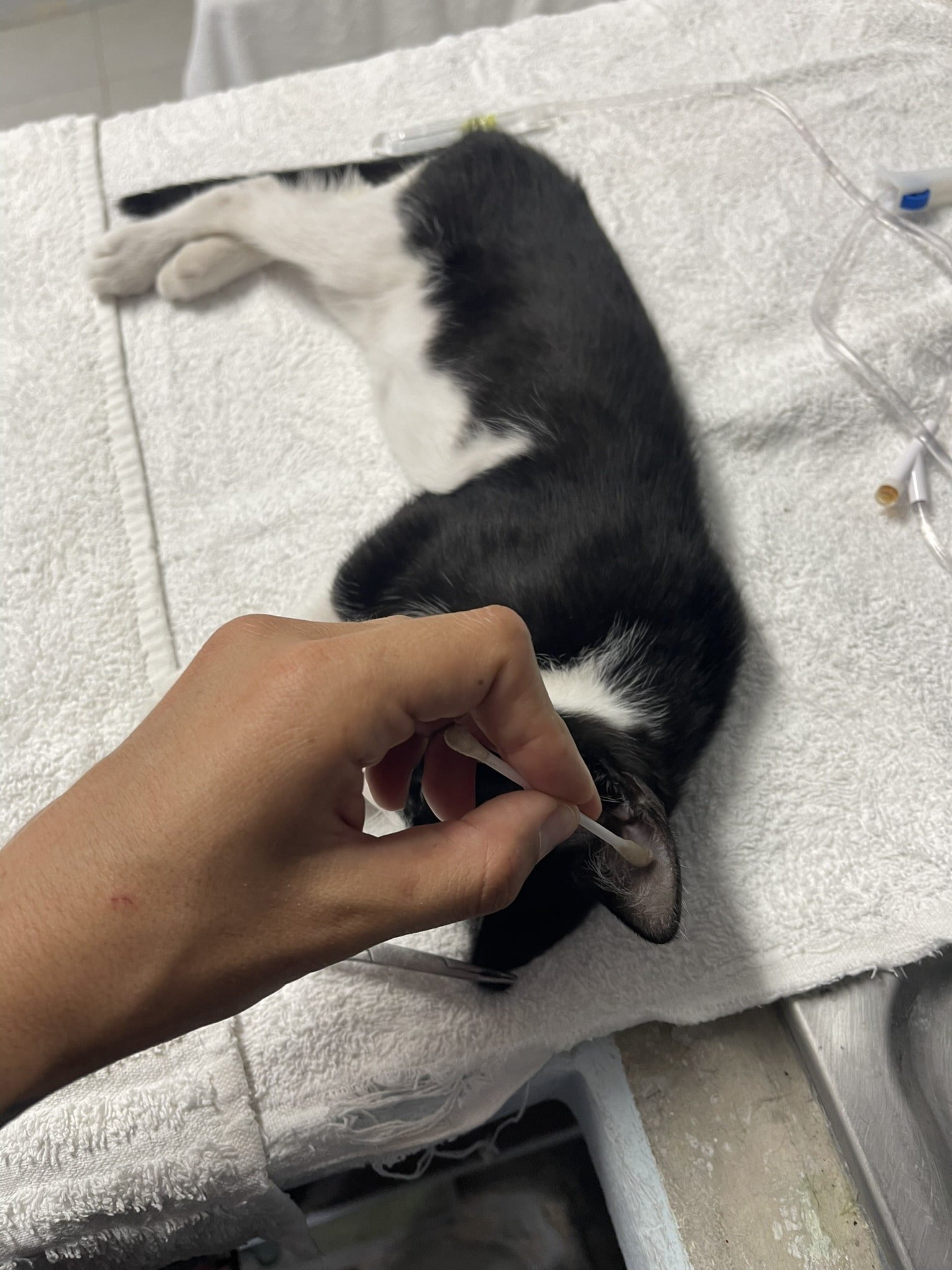 Clean-Cat-Ear-Animals-in-Cozumel