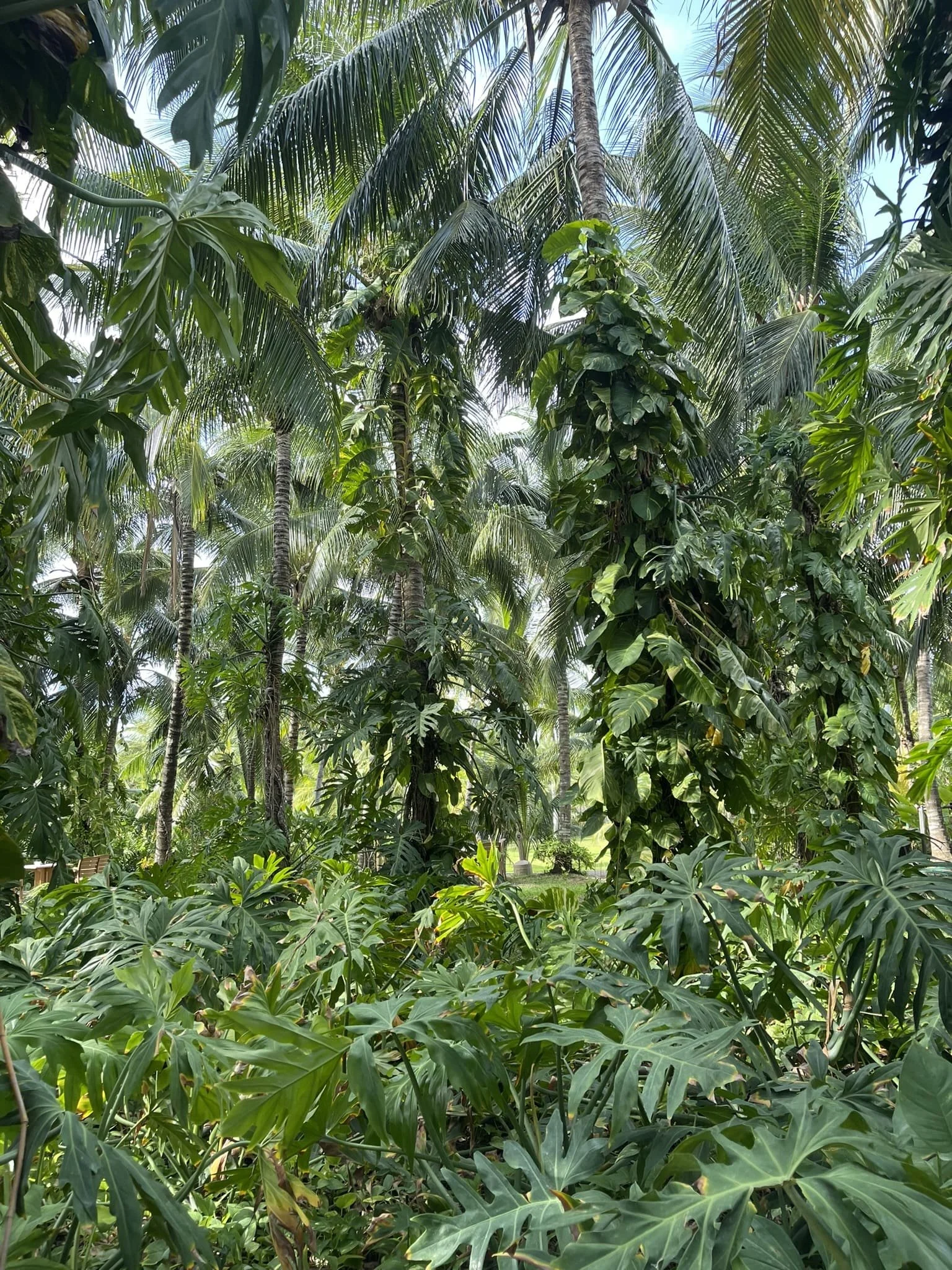 green-jungle-best-things-to-do-in-cozumel