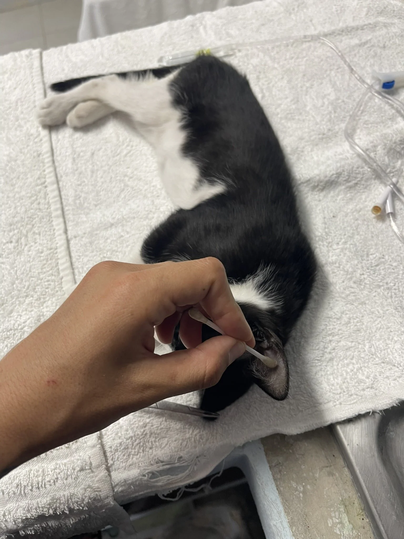 cat-humane-society-best-things-to-do-in-cozumel