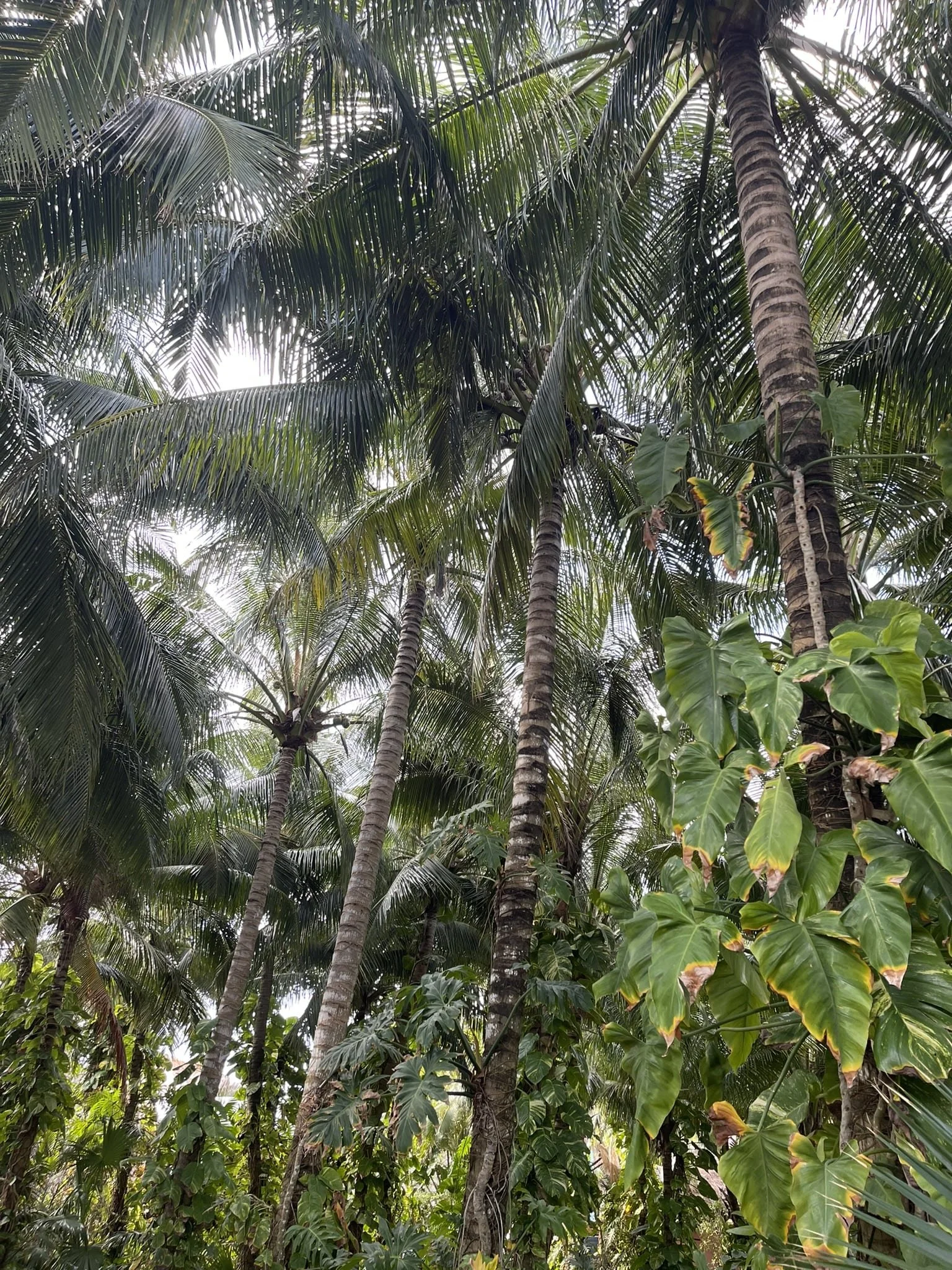 Jungle-cozumel-itinerary