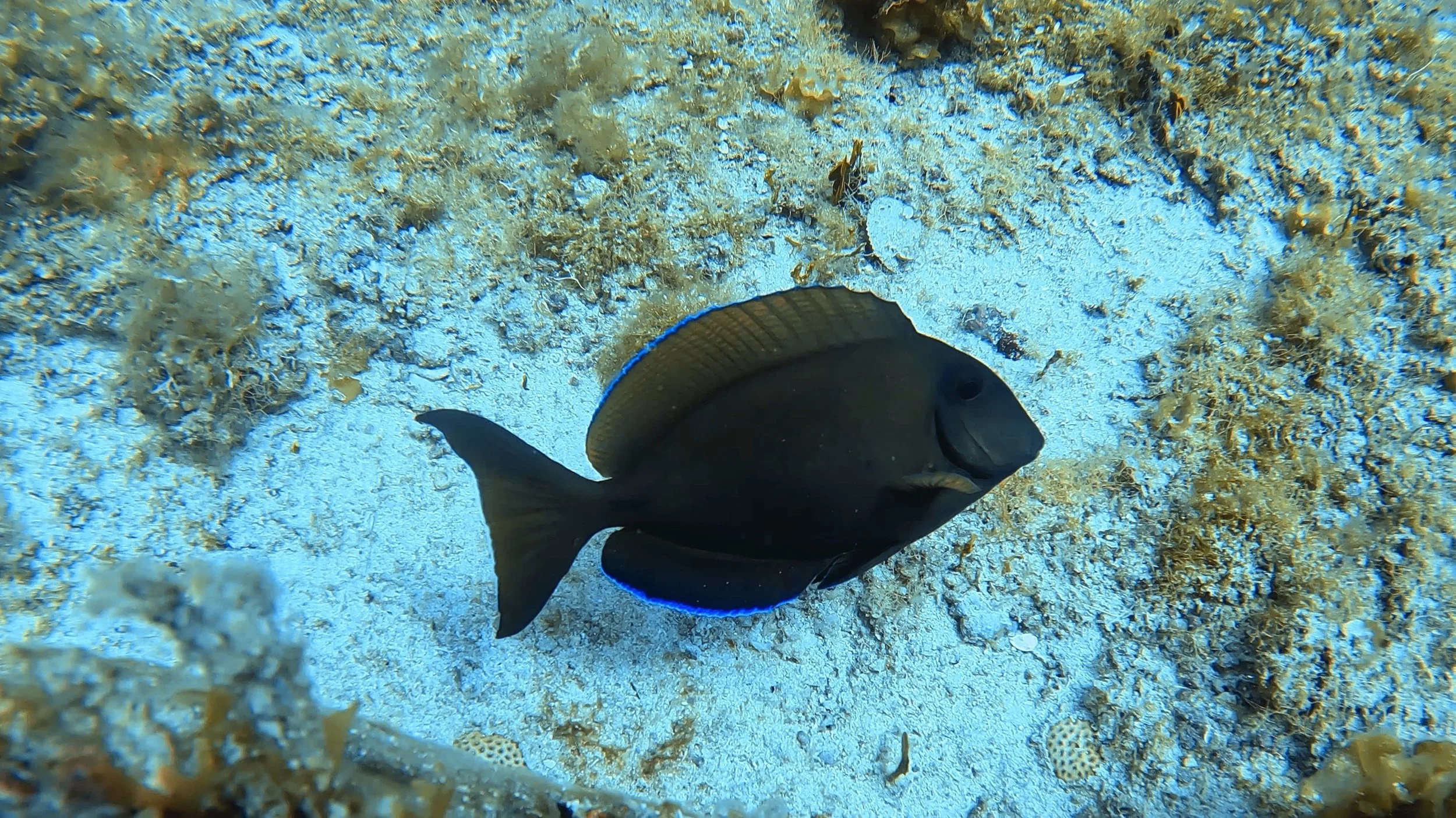 damsel-fish-cozumel-cruise-port