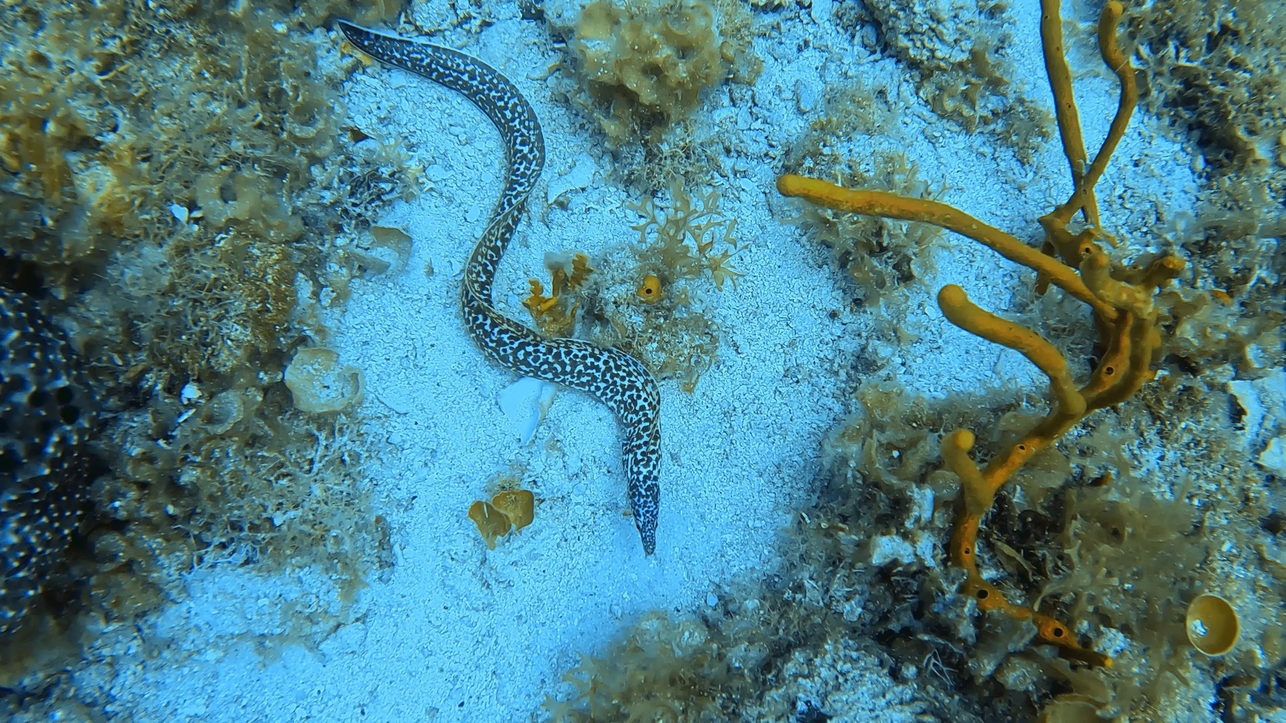 moray-eel-cozumel-dive-locations