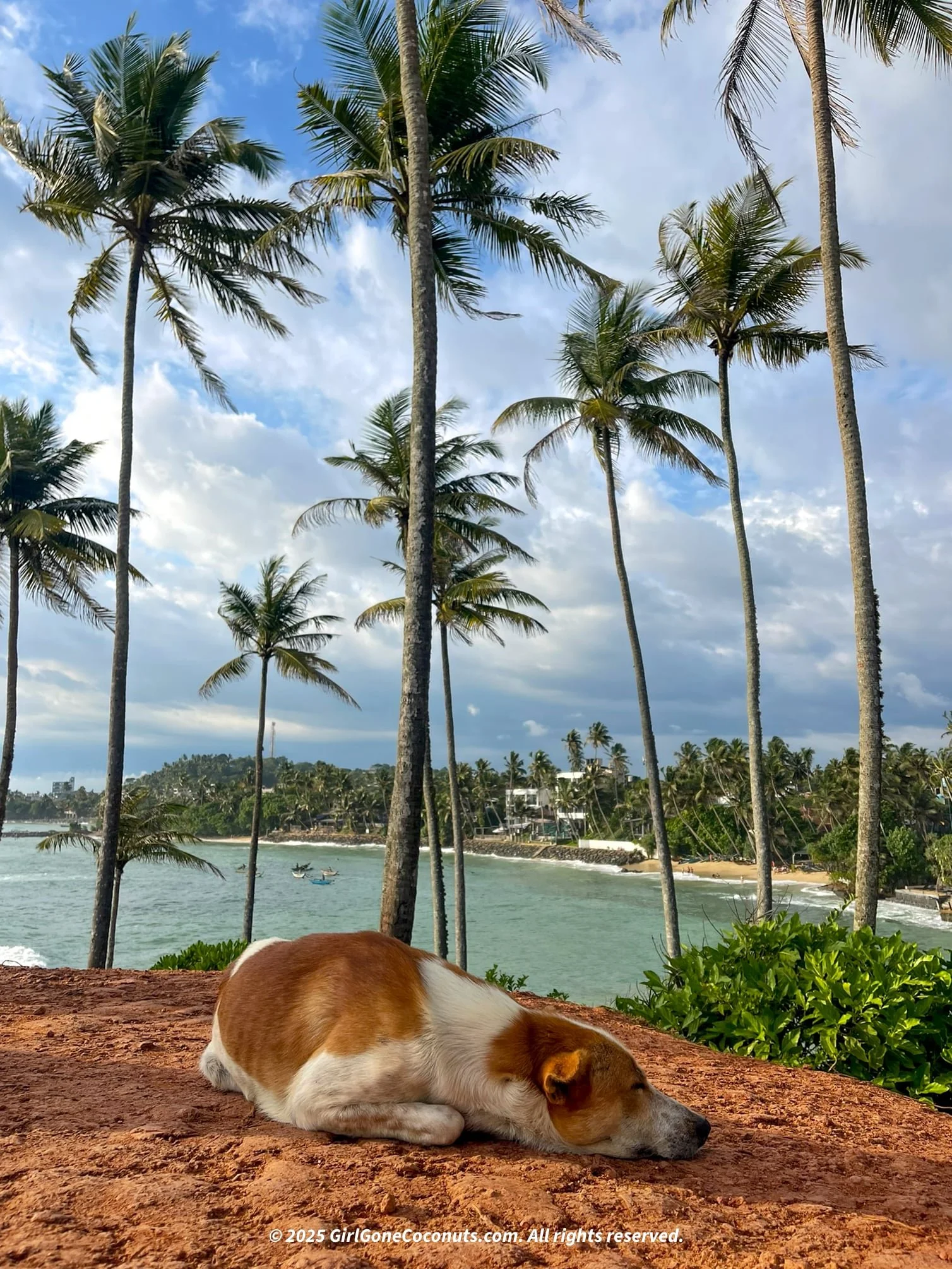 Stray Dogs in Sri Lanka: How Travelers Can Help &amp; Stay Safe
