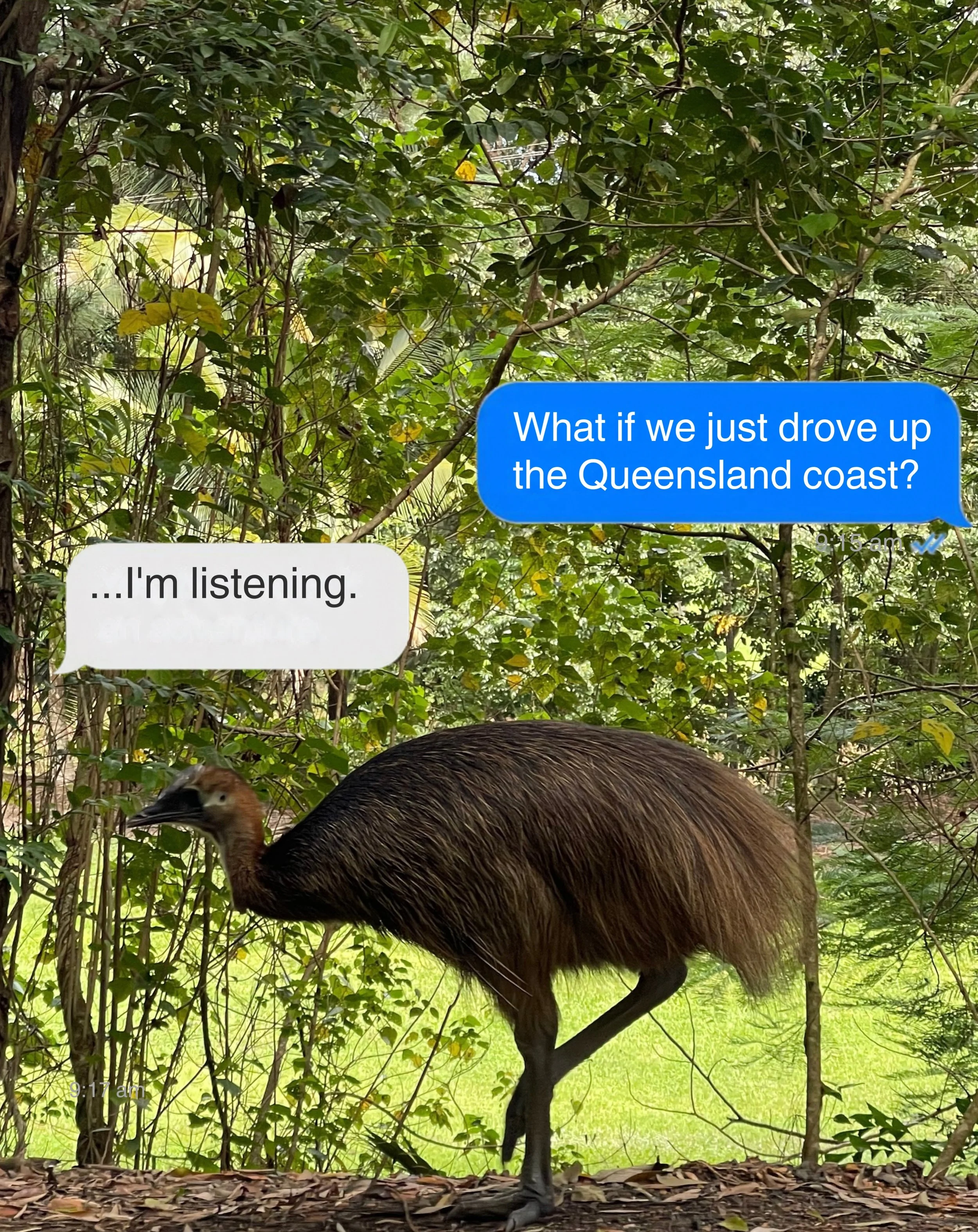 What if we just drove up the Queensland coast? 🌴

And so I did...

From swimming under waterfalls and hiking through ancient rainforest to diving the Great Barrier Reef, spotting cassowaries, crocodiles and even a platypus, finding beautiful beaches