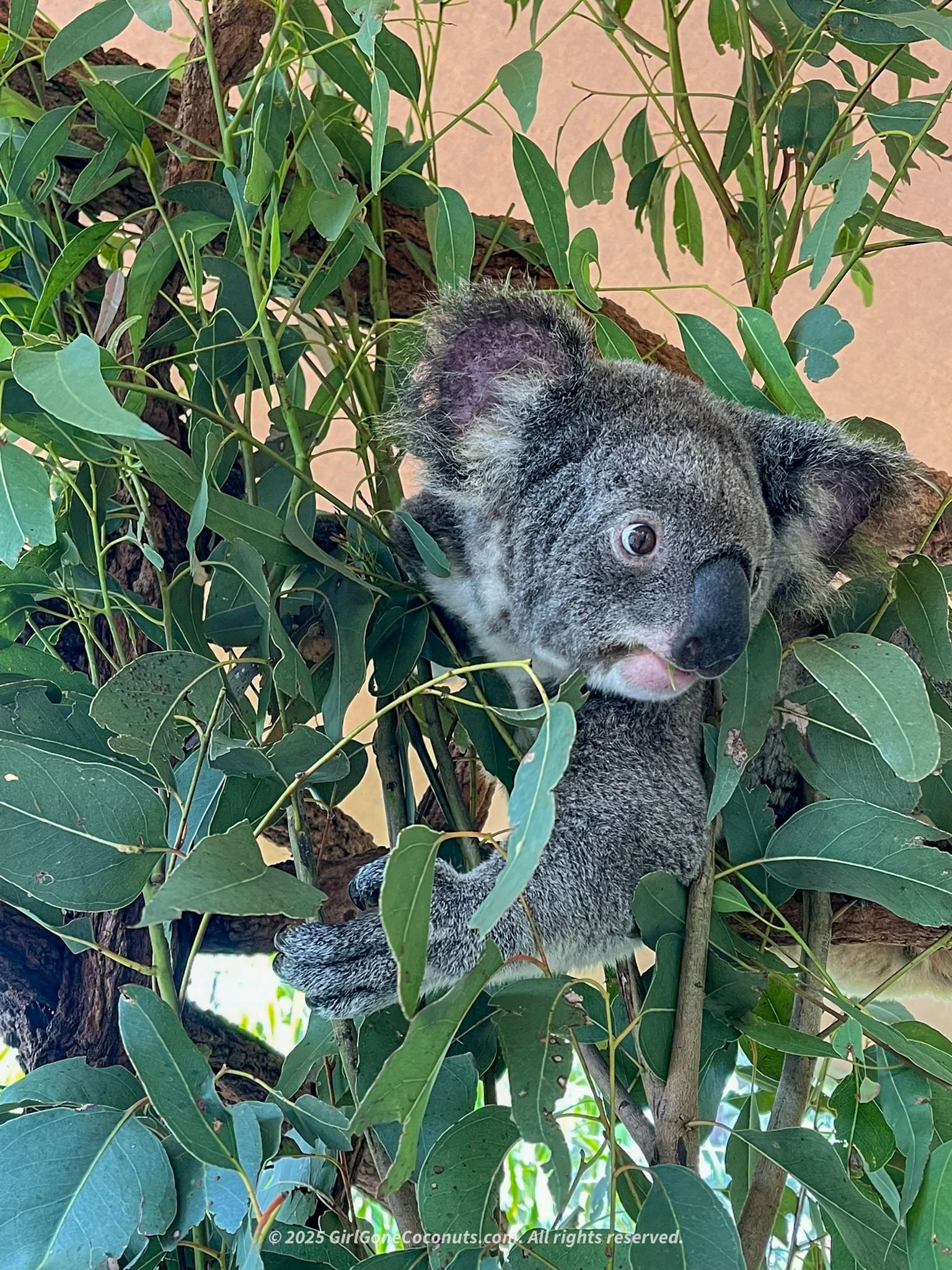 Australia Zoo is one of the best places to spot a koala in Queensland.